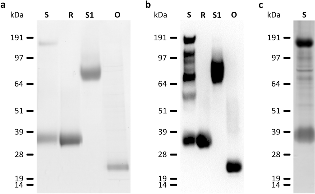 Analysis Of Igm Iga And Igg Isotype Antibodies Directed Against Sars Cov 2 Spike Glycoprotein And Orf8 In The Course Of Covid 19 Scientific Reports Analysis Of Igm Iga And Igg Isotype Antibodies Directed Against Sars Cov 2 Spike Glycoprotein And Orf8 In The Course Of Covid 19 Scientific Reports