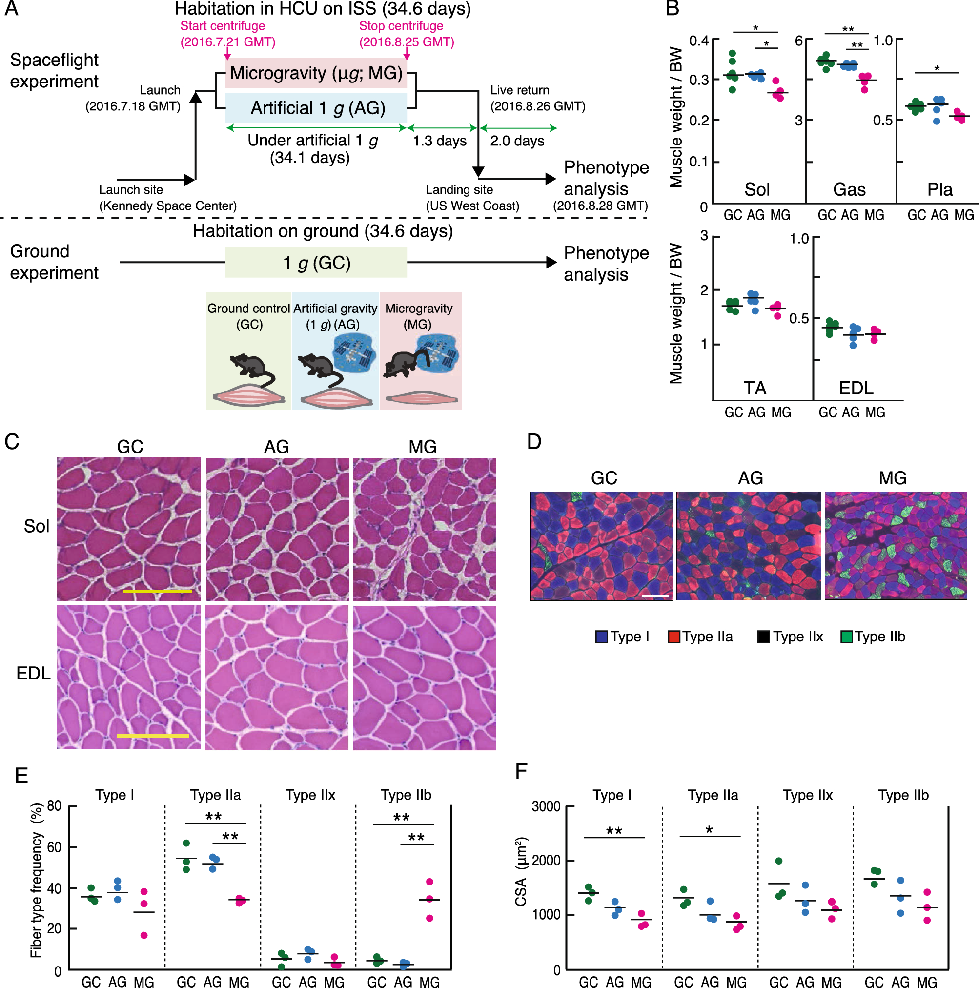 Item - Transgenic expression of SIRT3M3 decreased skeletal muscle mass. -  Public Library of Science - Figshare, image size:2006x2024