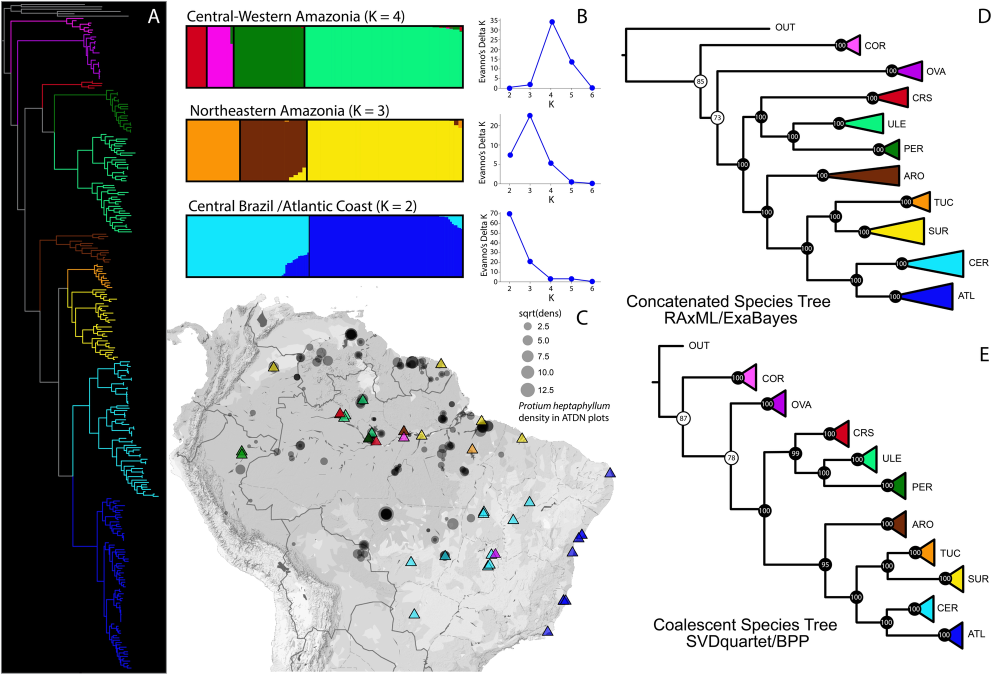Revisiting the hyperdominance of Neotropical tree species under a taxonomic, functional and evolutionary perspective | Scientific Reports Revisiting the hyperdominance of Neotropical tree species under a taxonomic, functional and evolutionary perspective | Scientific Reports