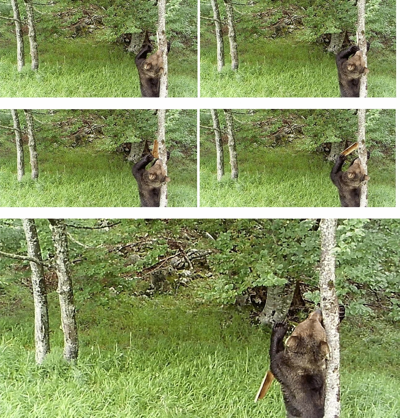 Visual marking in mammals first proved by manipulations of brown bear tree  debarking | Scientific Reports, image size:1665x1741