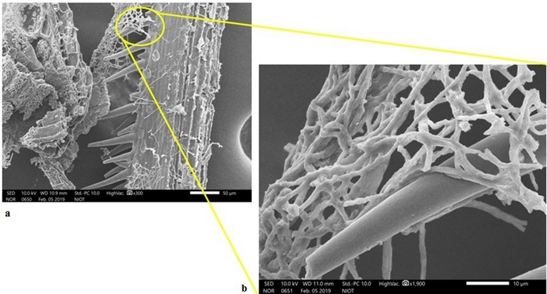 Genome Sequence Analysis Of Deep Sea Aspergillus Sydowii Boba1 And Effect Of High Pressure On Biodegradation Of Spent Engine Oil Scientific Reports