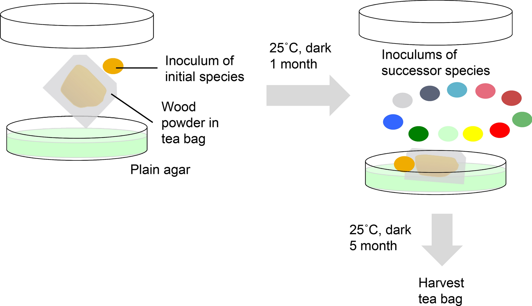 Decay stages of wood and associated fungal communities characterise  diversity–decomposition relationships | Scientific Reports