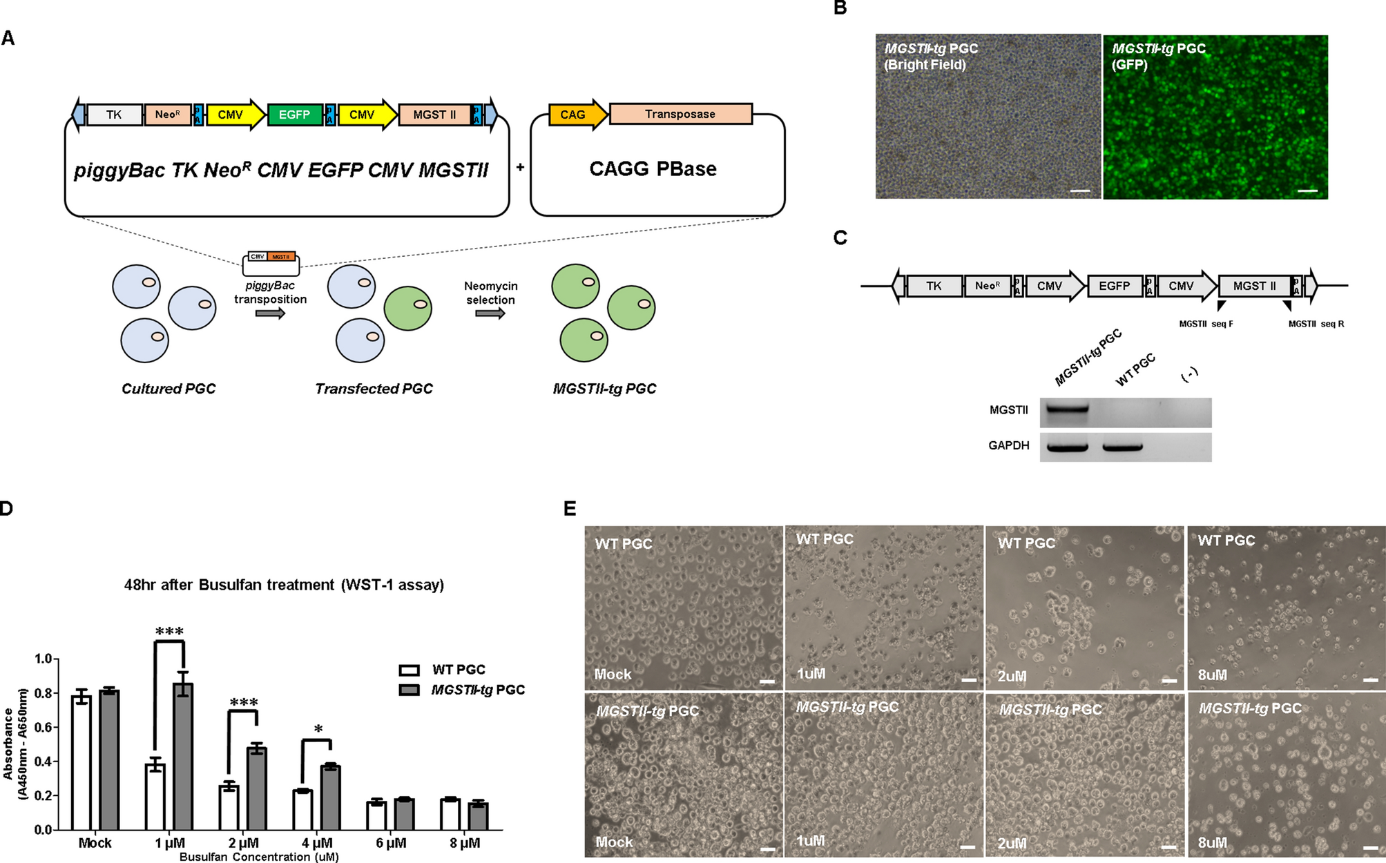 In Vivo Enrichment Of Busulfan Resistant Germ Cells For Efficient Production Of Transgenic Avian Models Scientific Reports