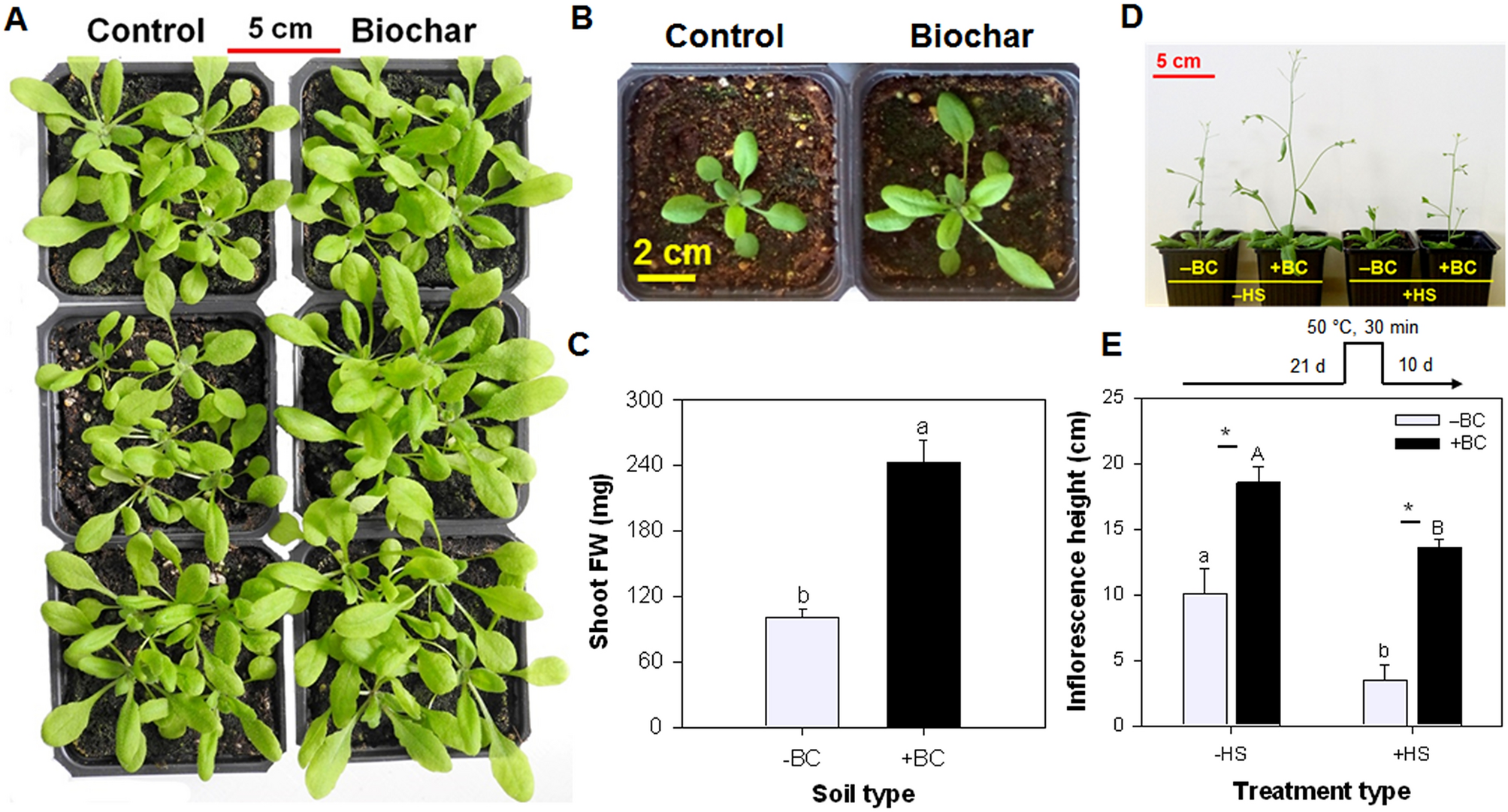 Distinctive in-planta acclimation responses to basal growth and acute heat  stress were induced in Arabidopsis by cattle manure biochar | Scientific  Reports