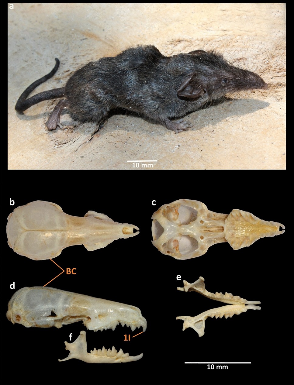 insulator måske frihed Discovery of a new mammal species (Soricidae: Eulipotyphla) from Narcondam  volcanic island, India | Scientific Reports