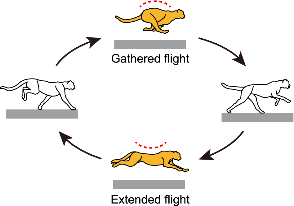 Dynamical determinants enabling two different types of flight in cheetah  gallop to enhance speed through spine movement | Scientific Reports