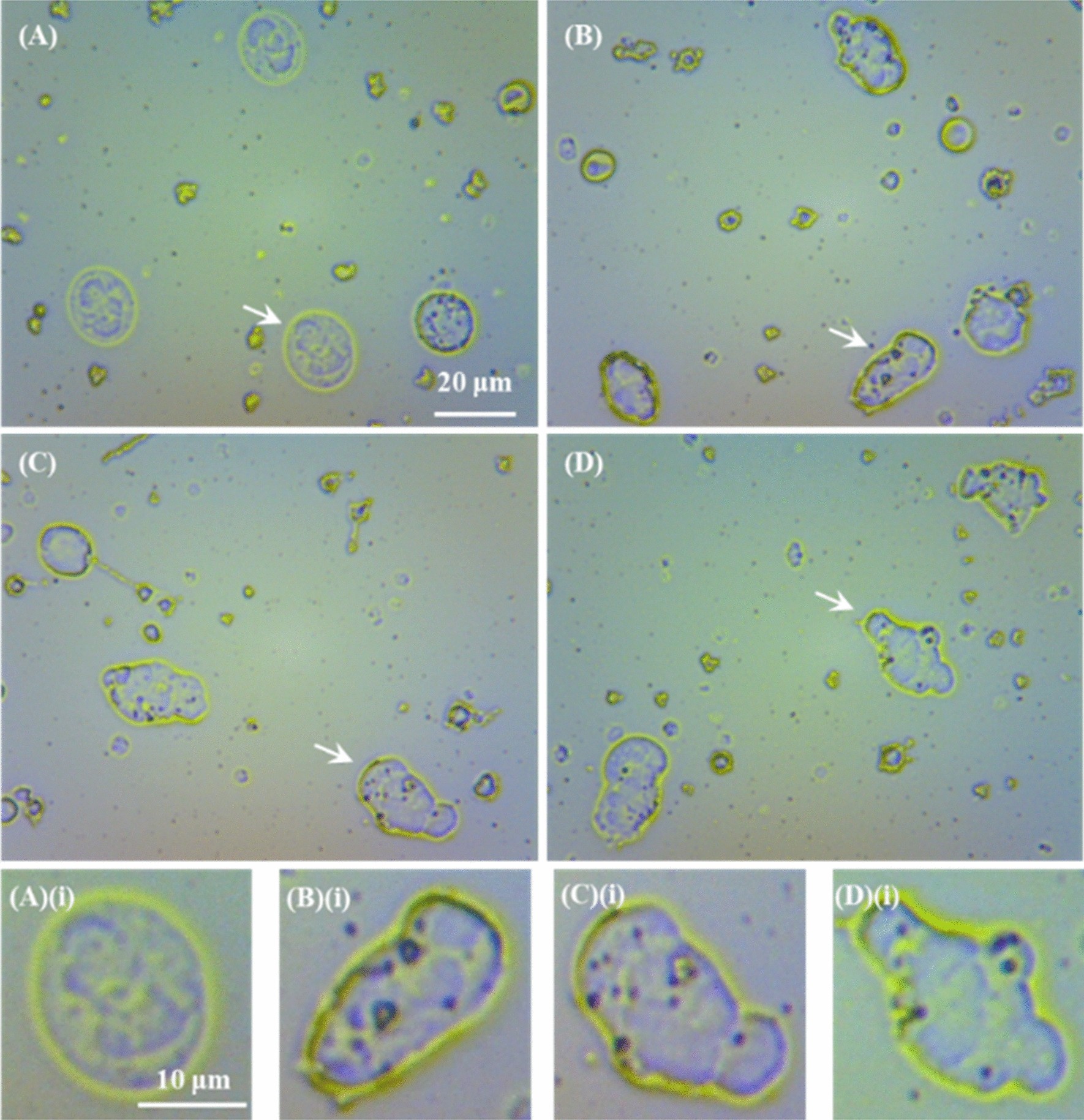 Immunocompatibility Of A New Dual Modality Contrast Agent Based On Radiolabeled Iron Oxide Nanoparticles Scientific Reports