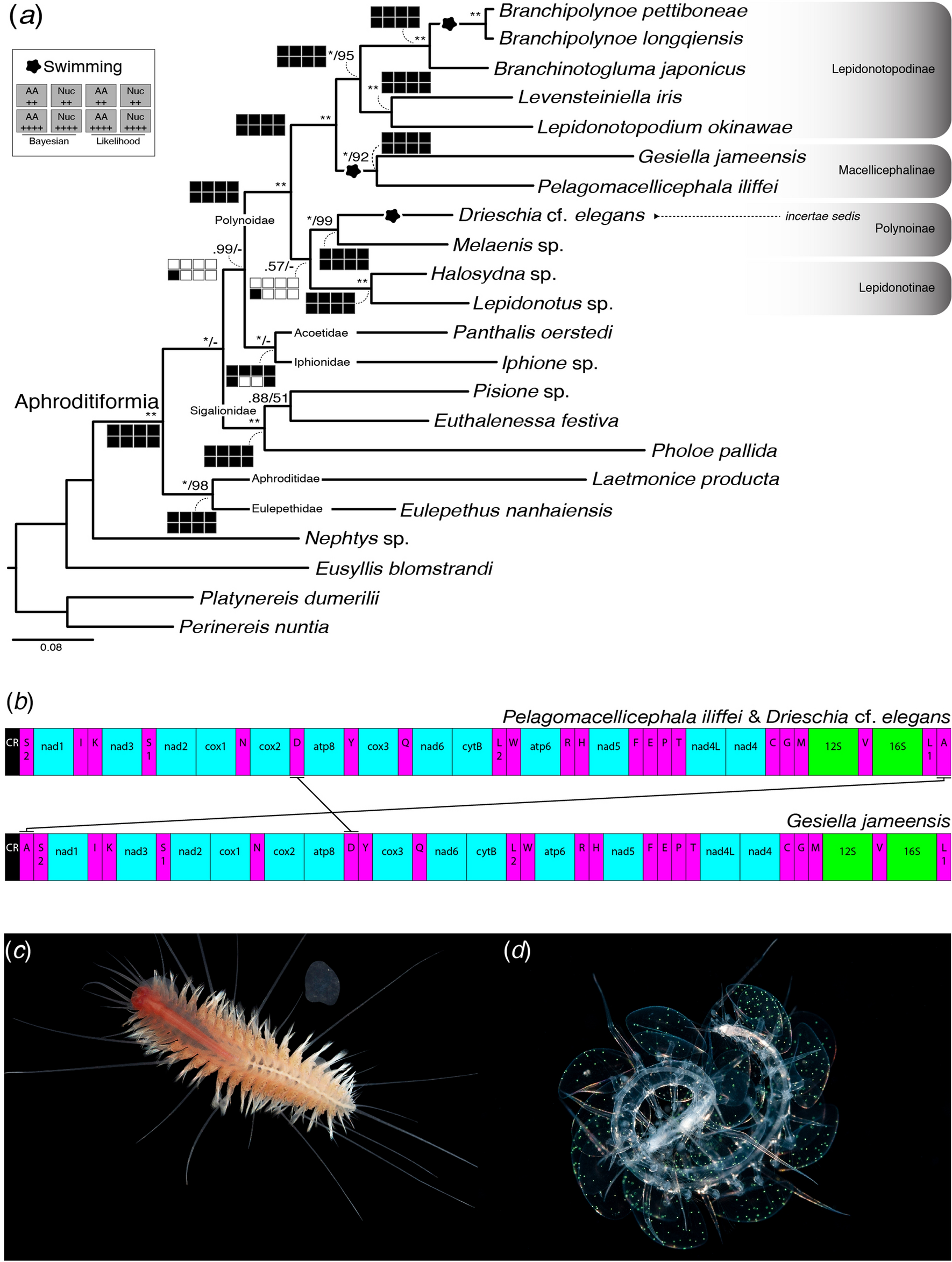 Morphological convergence and adaptation in cave and pelagic scale worms  (Polynoidae, Annelida) | Scientific Reports