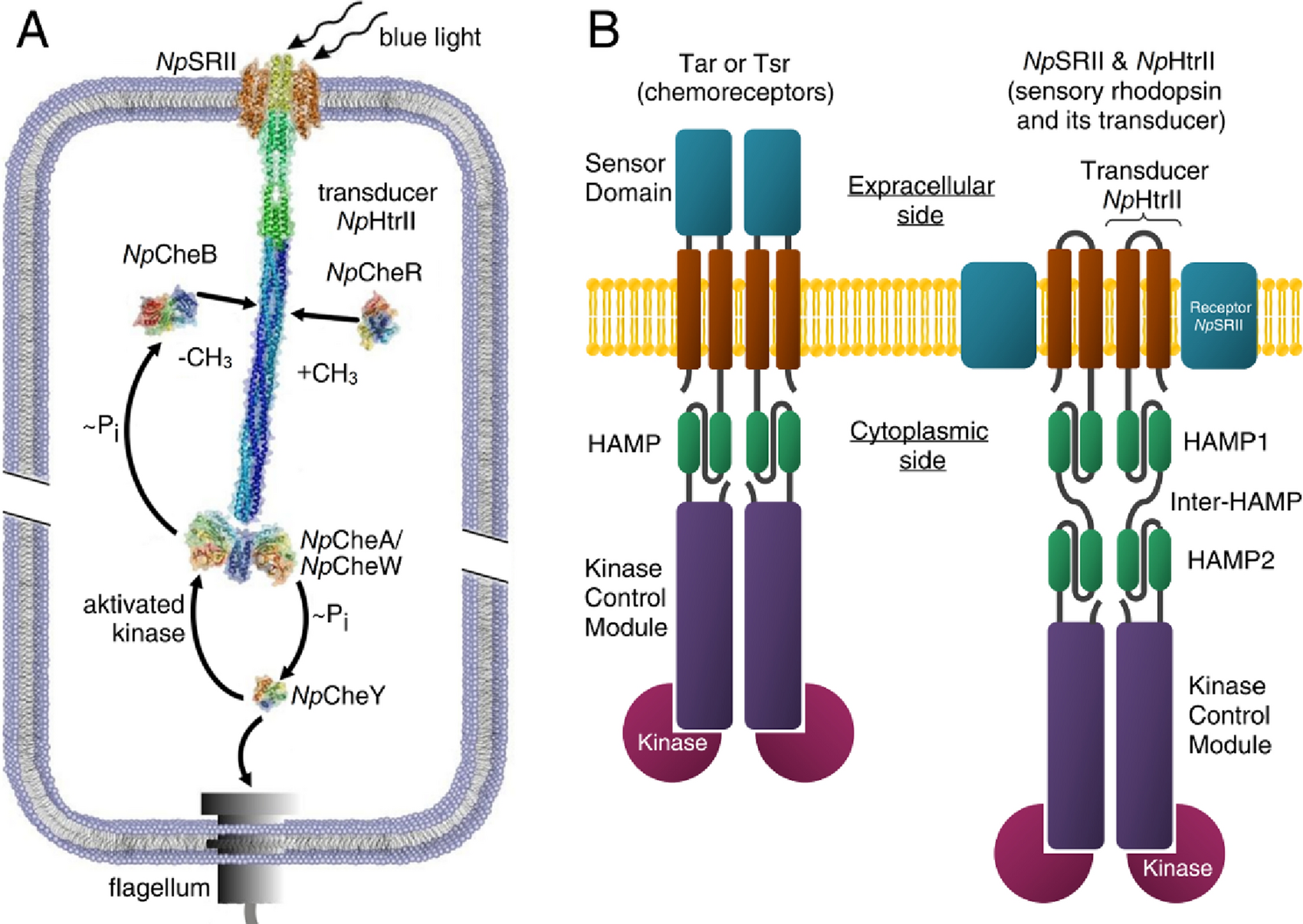 Molecular model of a sensor of two-component signaling system | Scientific  Reports