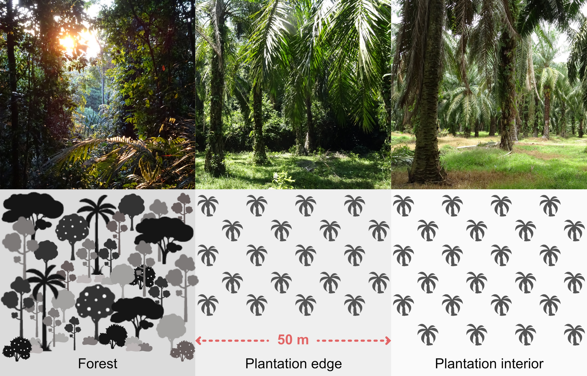 Oil palm cultivation critically affects sociality in a threatened Malaysian primate Scientific Reports pic