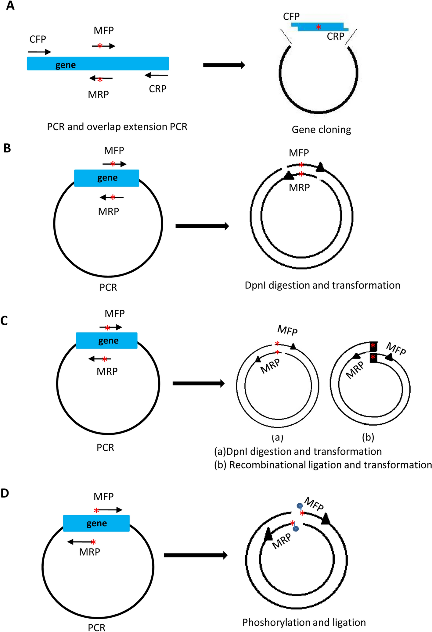 A high-efficiency method for site-directed mutagenesis of large plasmids  based on large DNA fragment amplification and recombinational ligation |  Scientific Reports