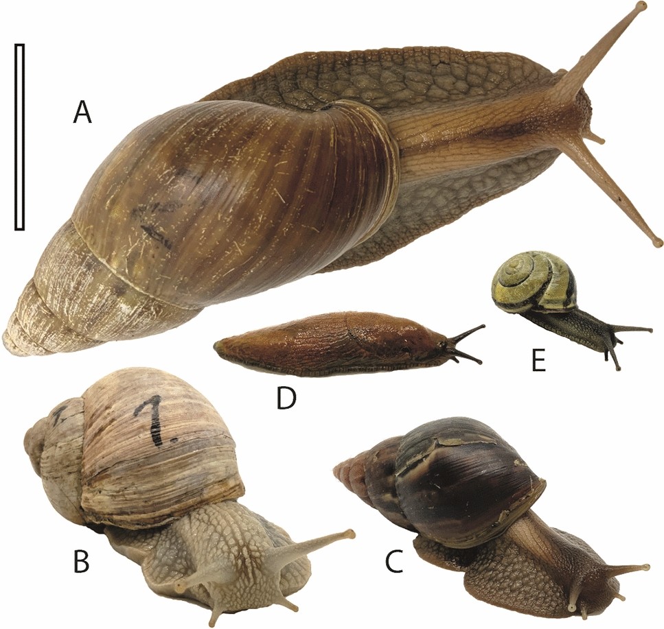 Radular force performance of stylommatophoran gastropods (Mollusca) with distinct body masses | Scientific Reports Radular force performance of stylommatophoran gastropods (Mollusca) with distinct body masses | Scientific Reports