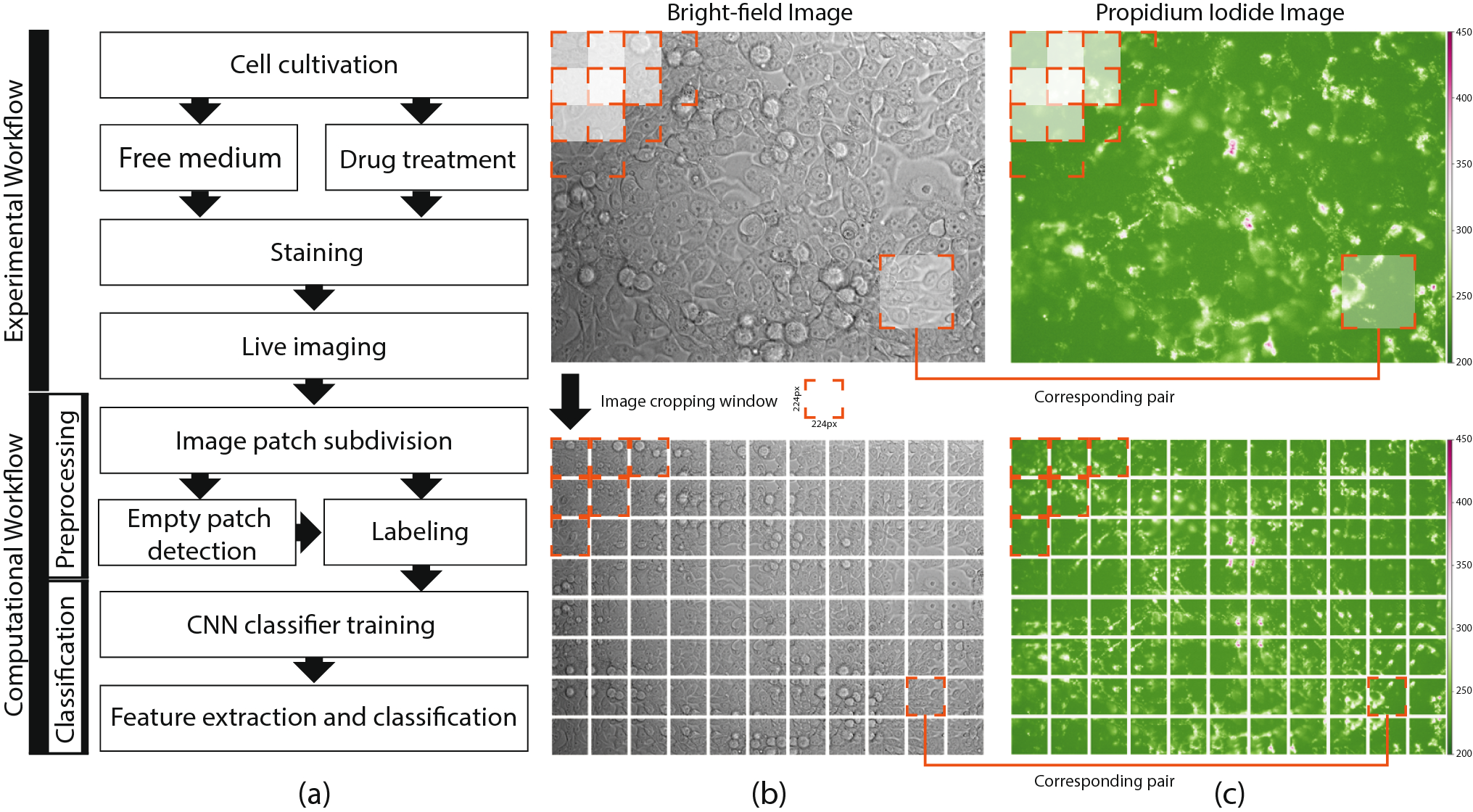 Learning deep features for dead and living breast cancer cell  classification without staining | Scientific Reports
