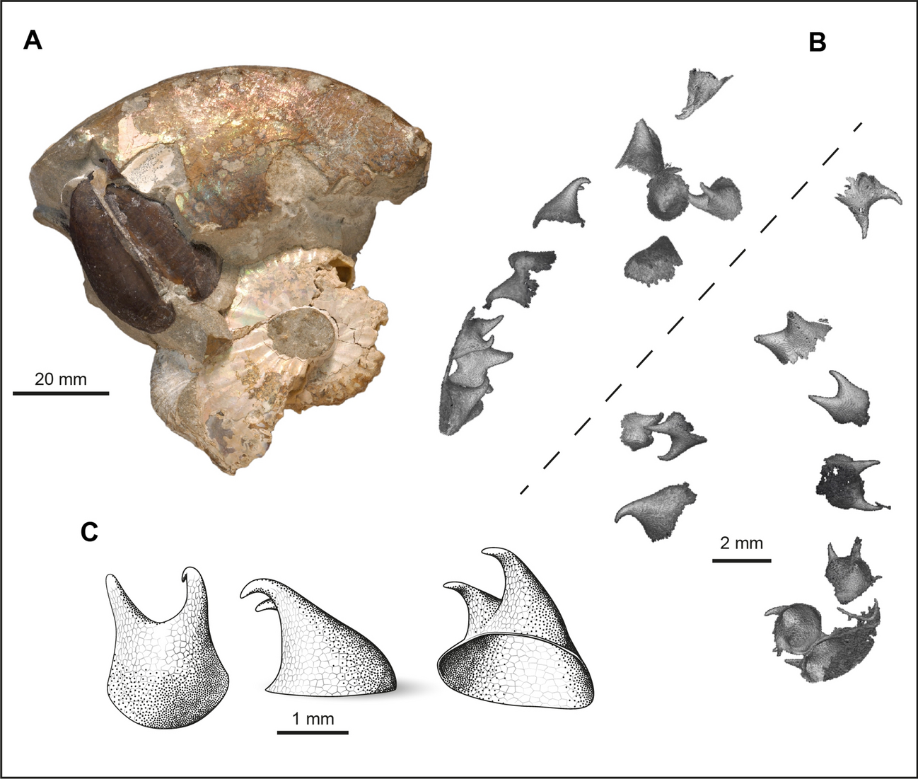 New evidence from exceptionally “well-preserved” specimens sheds light on  the structure of the ammonite brachial crown | Scientific Reports