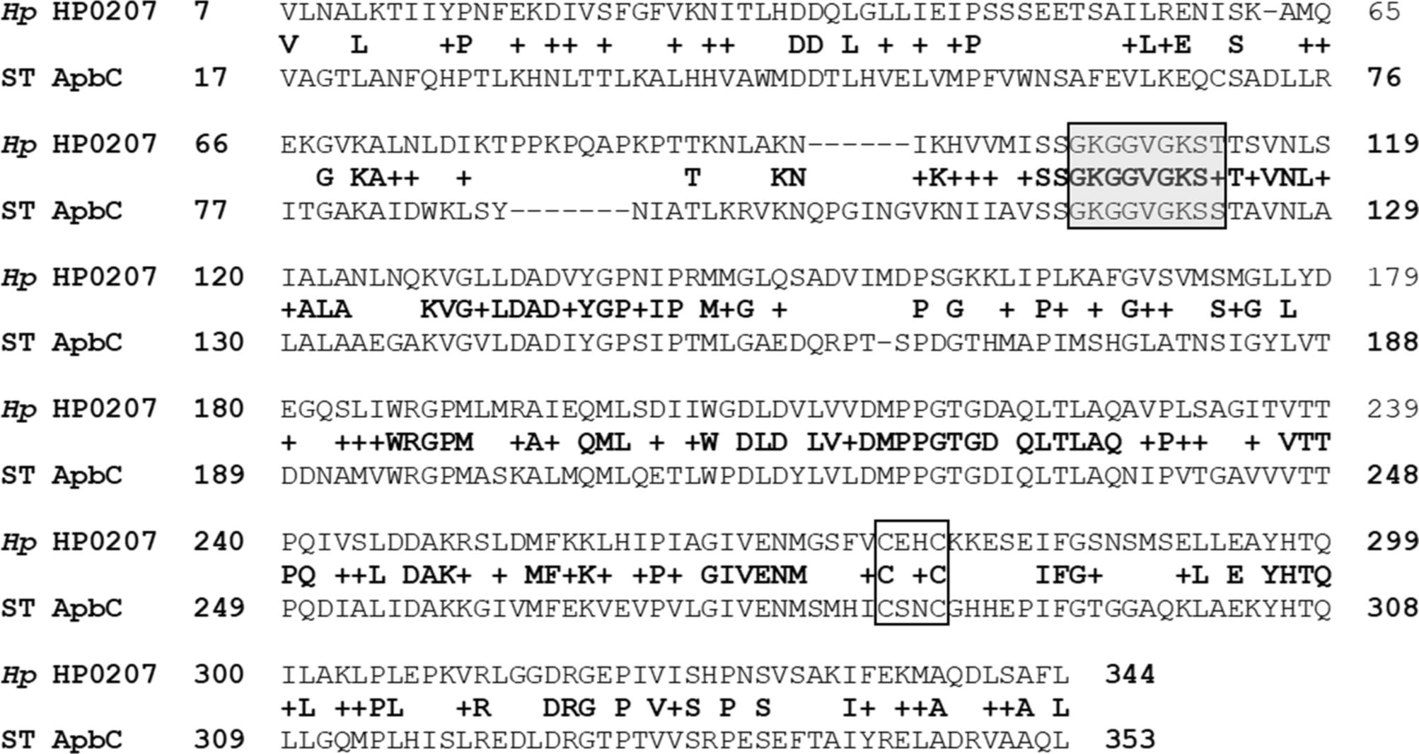 praktiseret sætte ild musiker A two-hybrid system reveals previously uncharacterized protein–protein  interactions within the Helicobacter pylori NIF iron–sulfur maturation  system | Scientific Reports