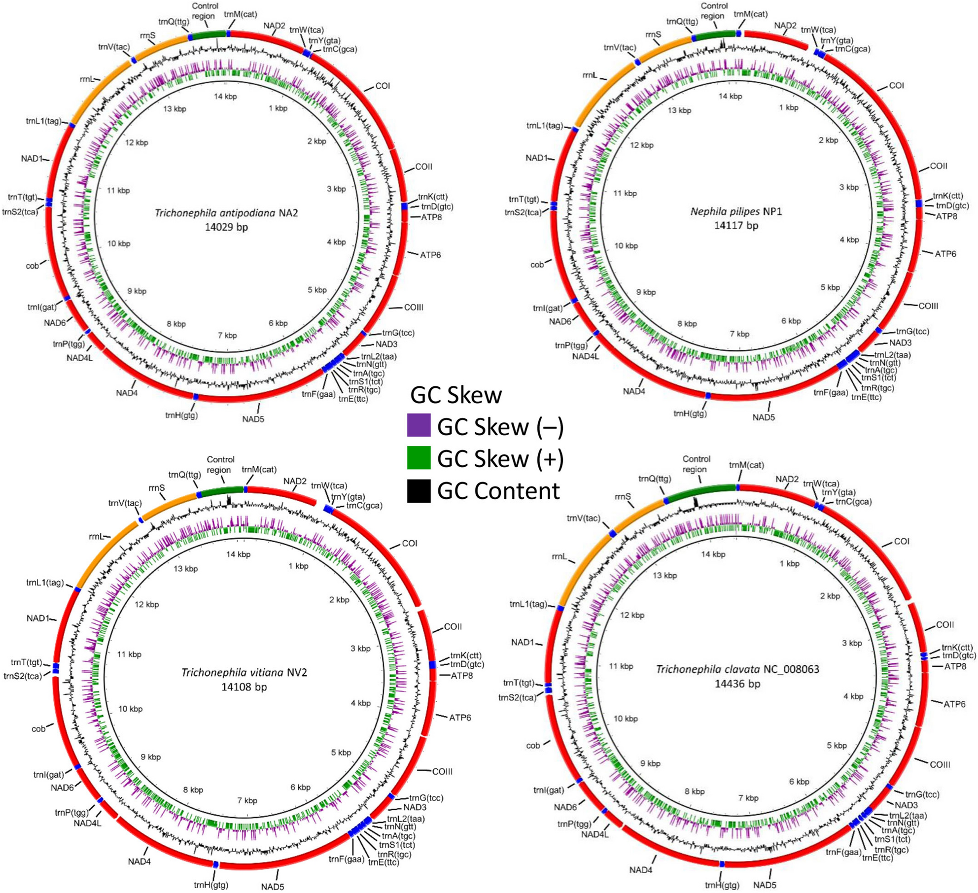 Complete Mitochondrial Genomes And Phylogenetic Relationships Of The Genera Nephila And Trichonephila Araneae Araneoidea Scientific Reports Complete Mitochondrial Genomes And Phylogenetic Relationships Of The Genera Nephila And Trichonephila Araneae Araneoidea Scientific Reports