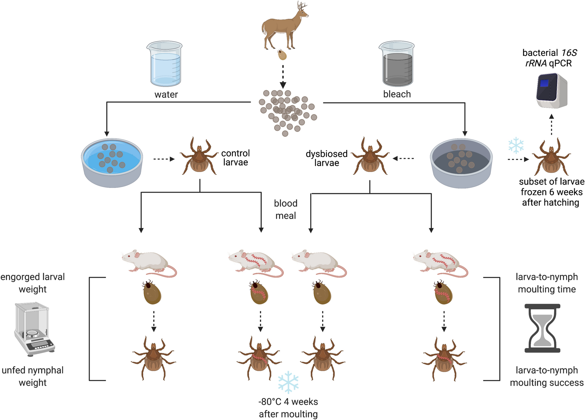 Infection With Borrelia Afzelii And Manipulation Of The Egg Surface Microbiota Have No Effect On The Fitness Of Immature Ixodes Ricinus Ticks Scientific Reports