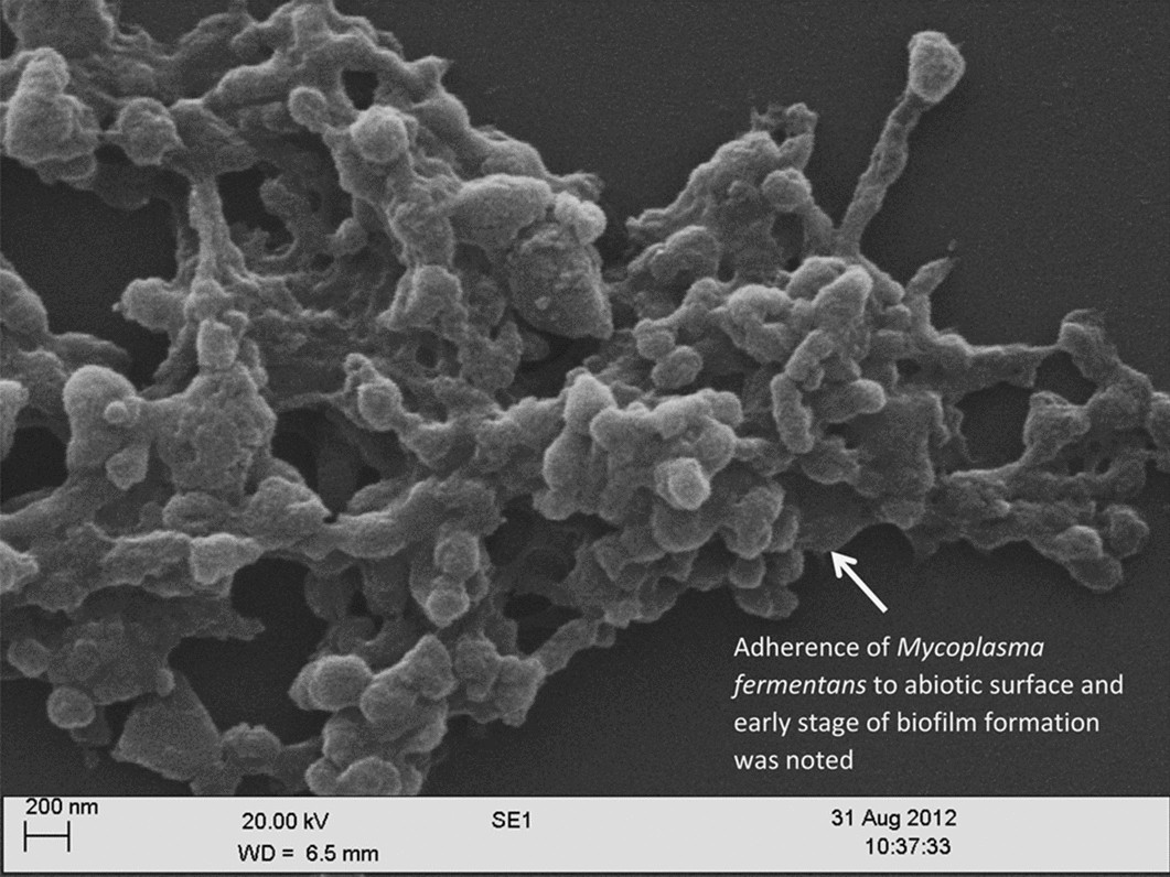 https://media.springernature.com/full/springer-static/image/art%3A10.1038%2Fs41598-021-90455-5/MediaObjects/41598_2021_90455_Fig1_HTML.jpg