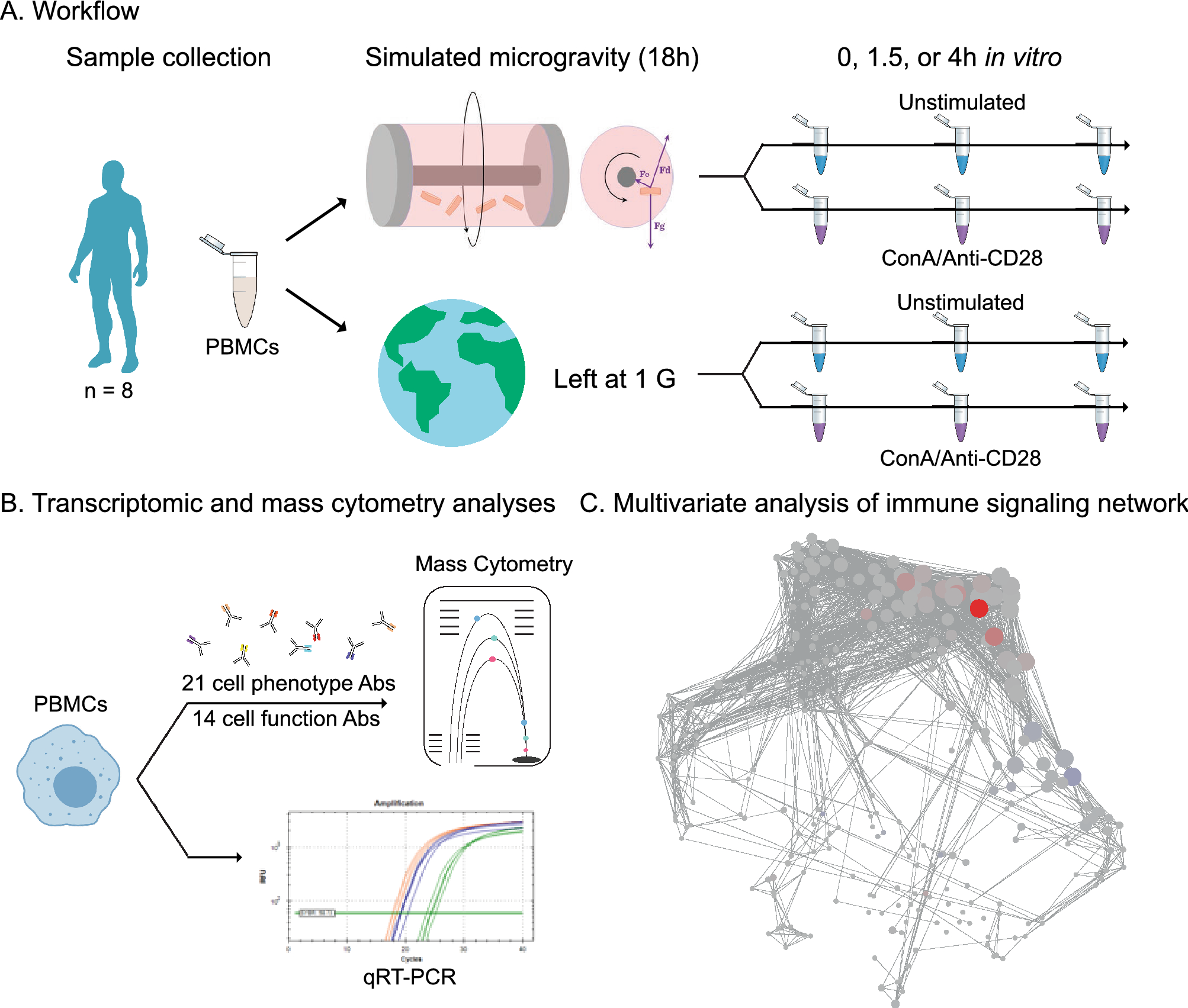 human immune system cells