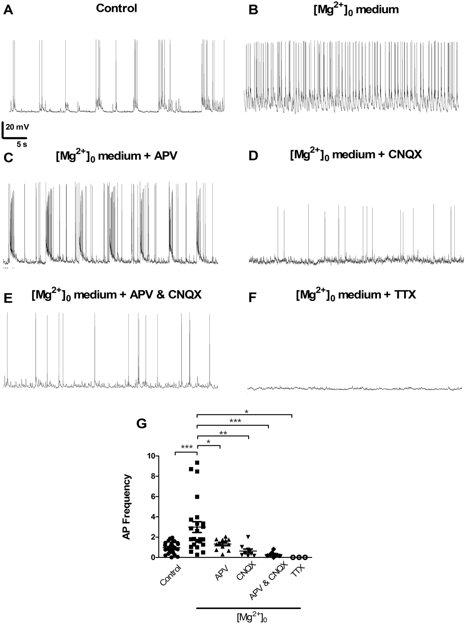 Transient incubation of cultured hippocampal neurons in the absence of  magnesium induces rhythmic and synchronized epileptiform-like activity |  Scientific Reports