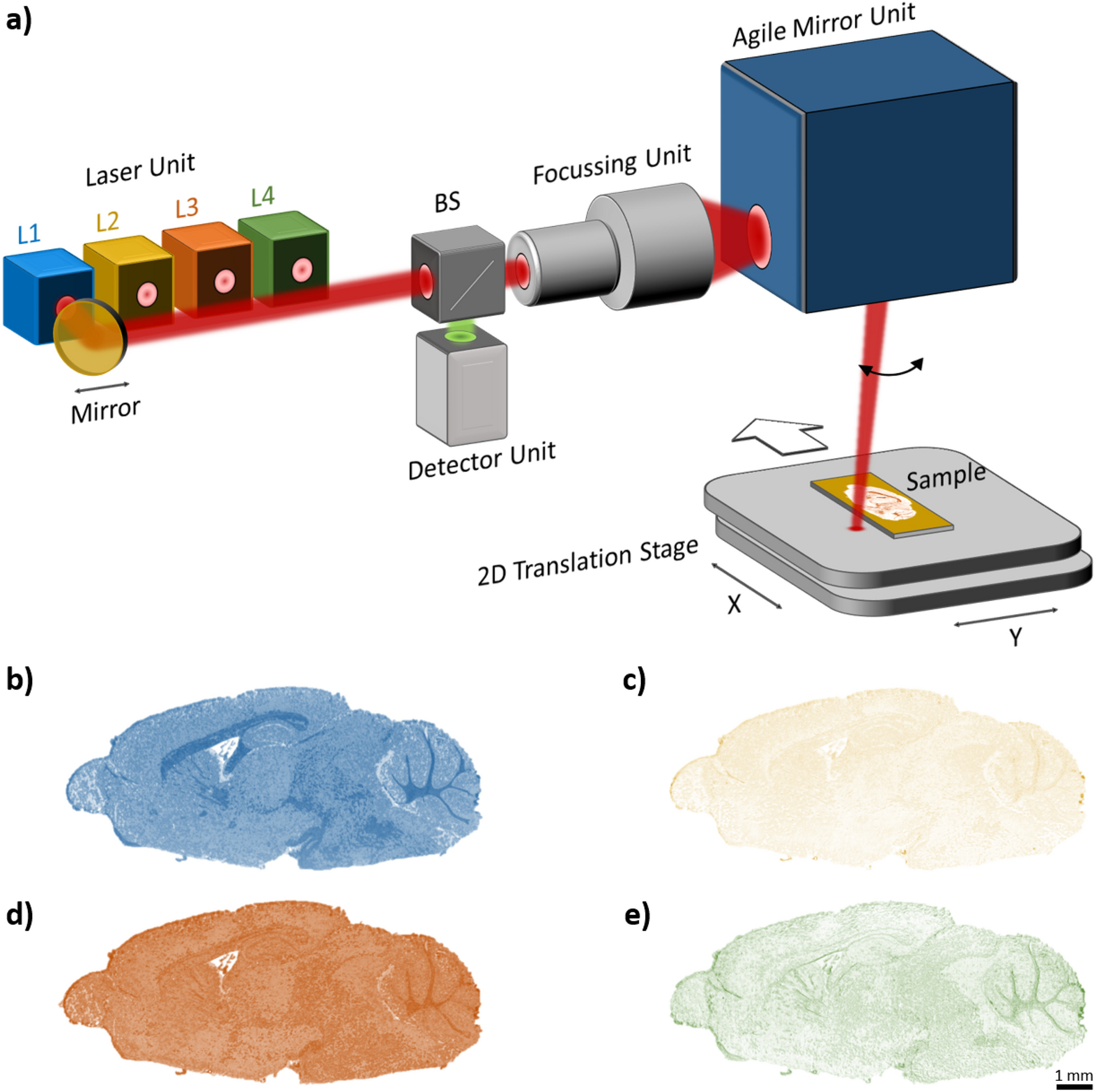 Rapid brain structure and tumour margin detection on whole frozen tissue  sections by fast multiphotometric mid-infrared scanning | Scientific Reports