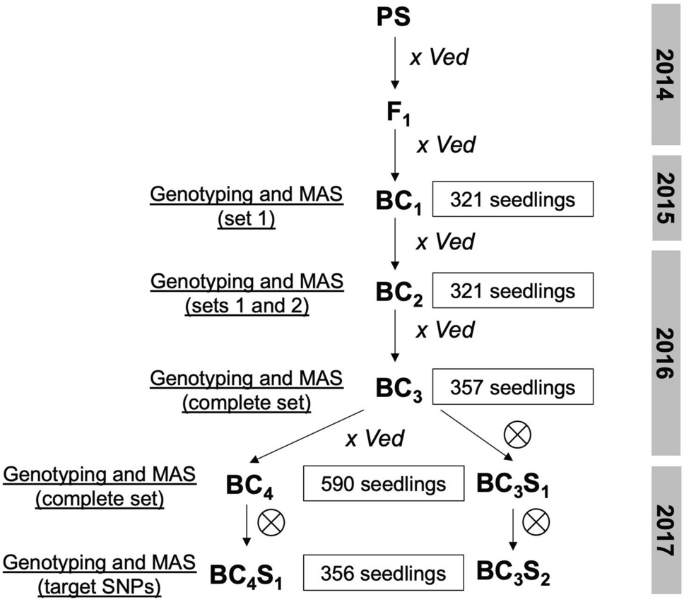 MAS 10A - Bright Maize