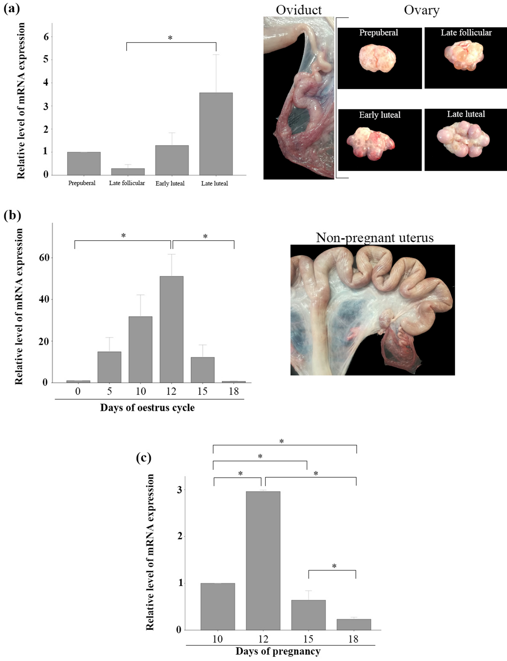 Evidence of haptoglobin in the porcine female genital tract during oestrous  cycle and its effect on in vitro embryo production | Scientific Reports