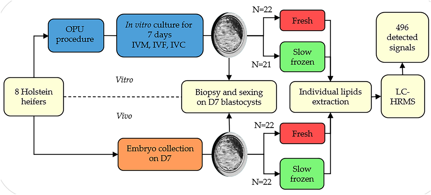 Lipid profile of bovine grade-1 blastocysts produced either in vivo or in  vitro before and after slow freezing process | Scientific Reports