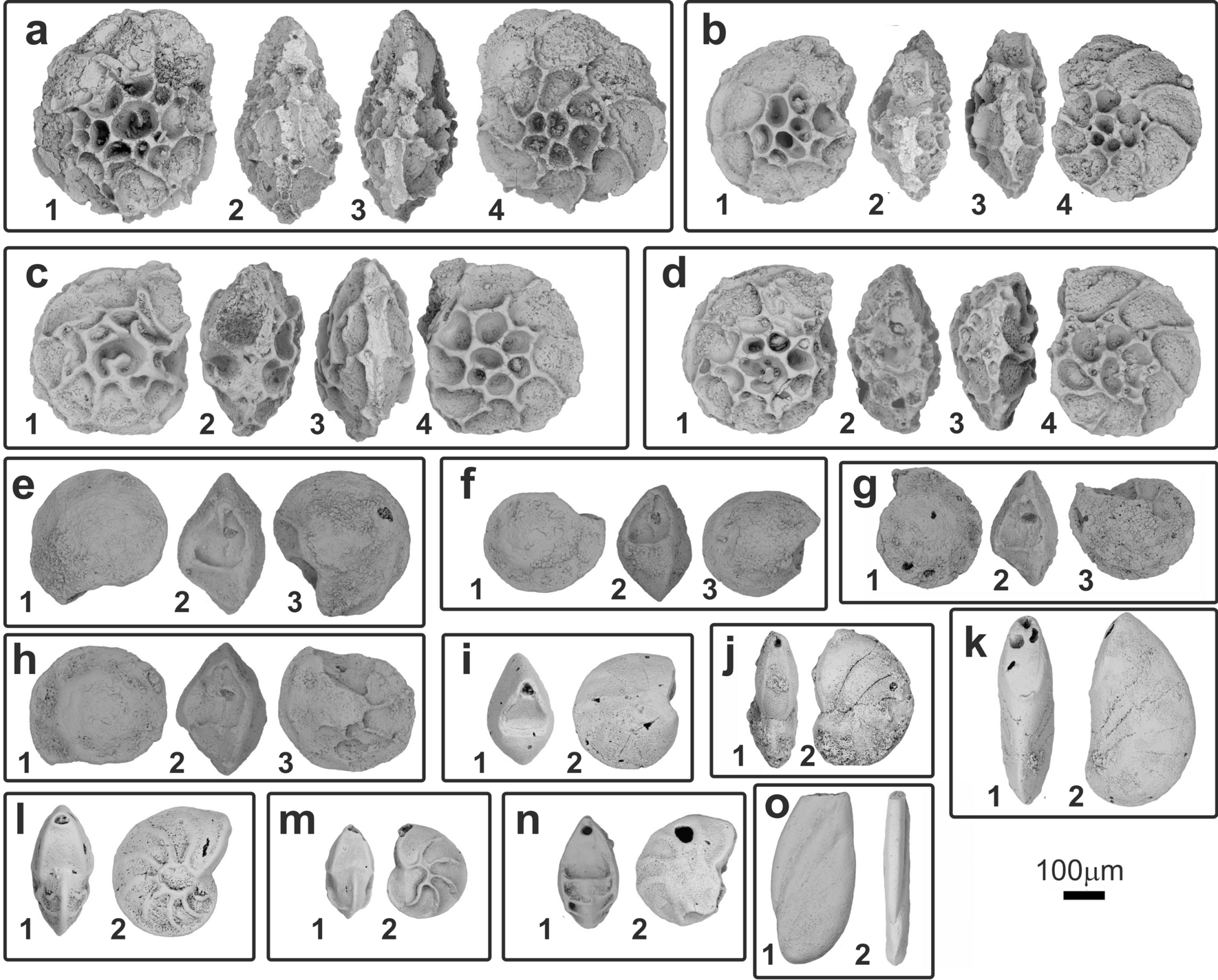 Giant Mesozoic Coelacanths Osteichthyes Actinistia Reveal High Body Size Disparity Decoupled From Taxic Diversity Scientific Reports