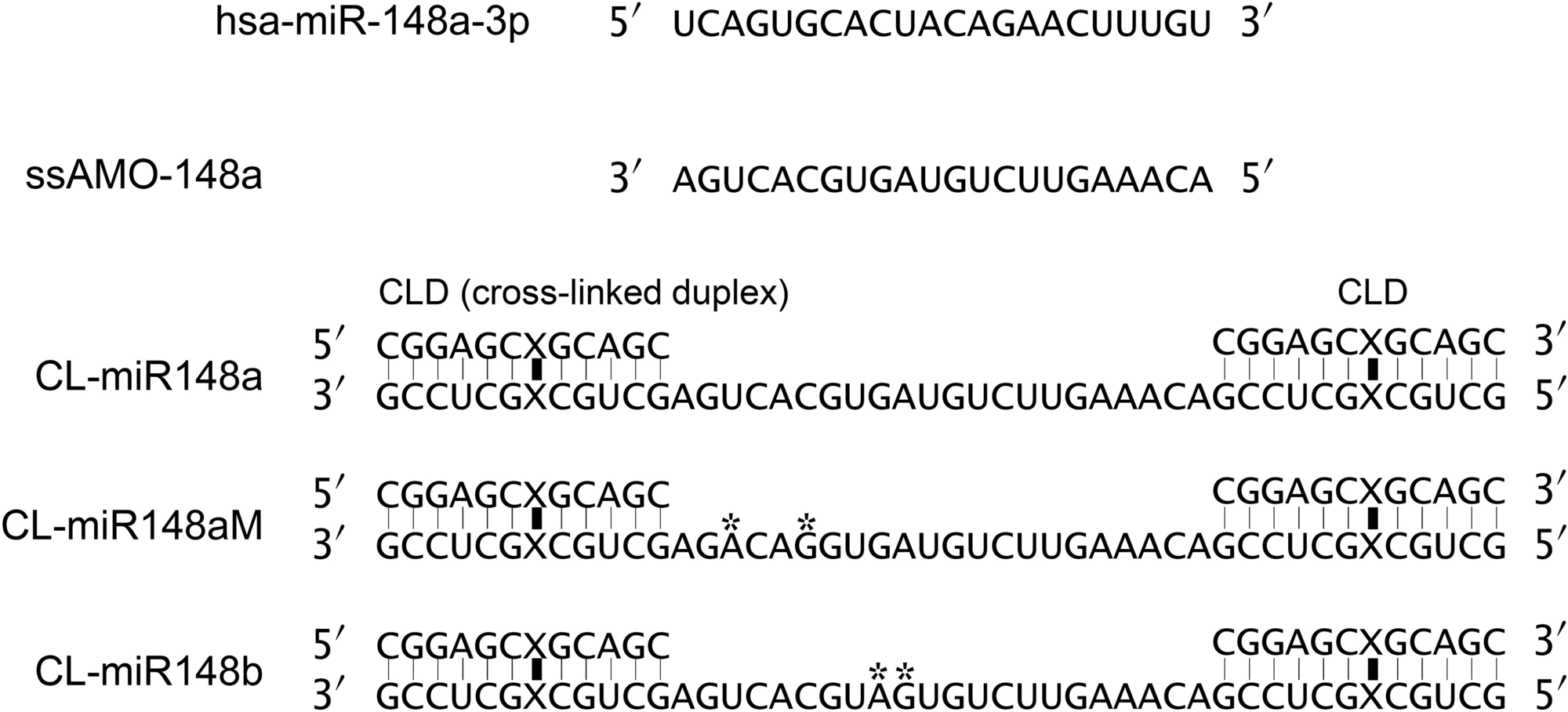 Stable Duplex Linked Antisense Targeting Mir 148a Inhibits Breast Cancer Cell Proliferation Scientific Reports