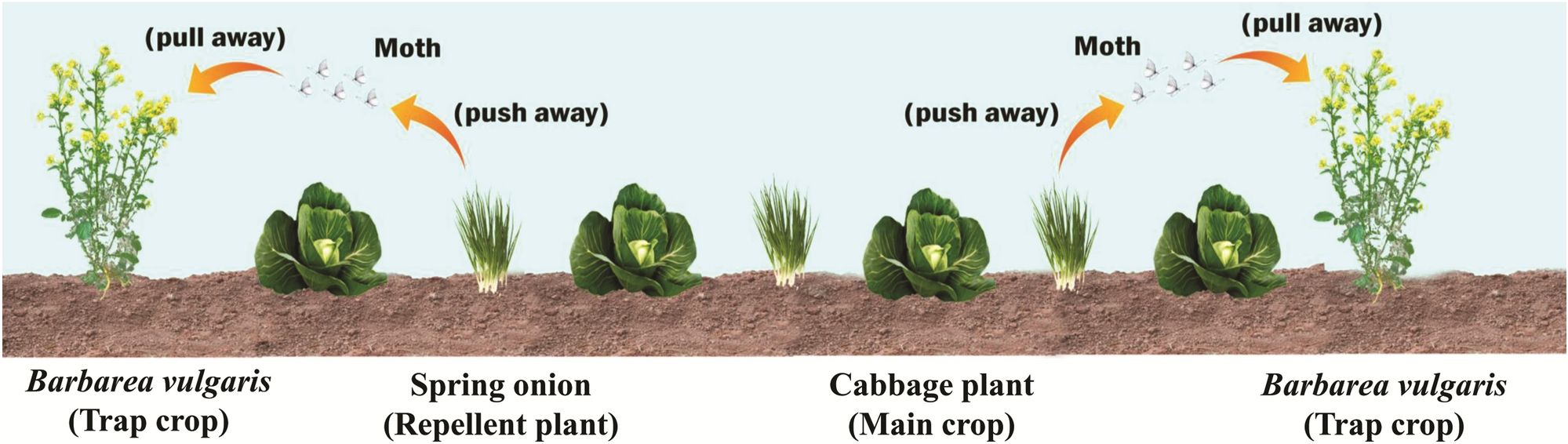 Companion Planting with Land Cress for Natural Caterpillar Control