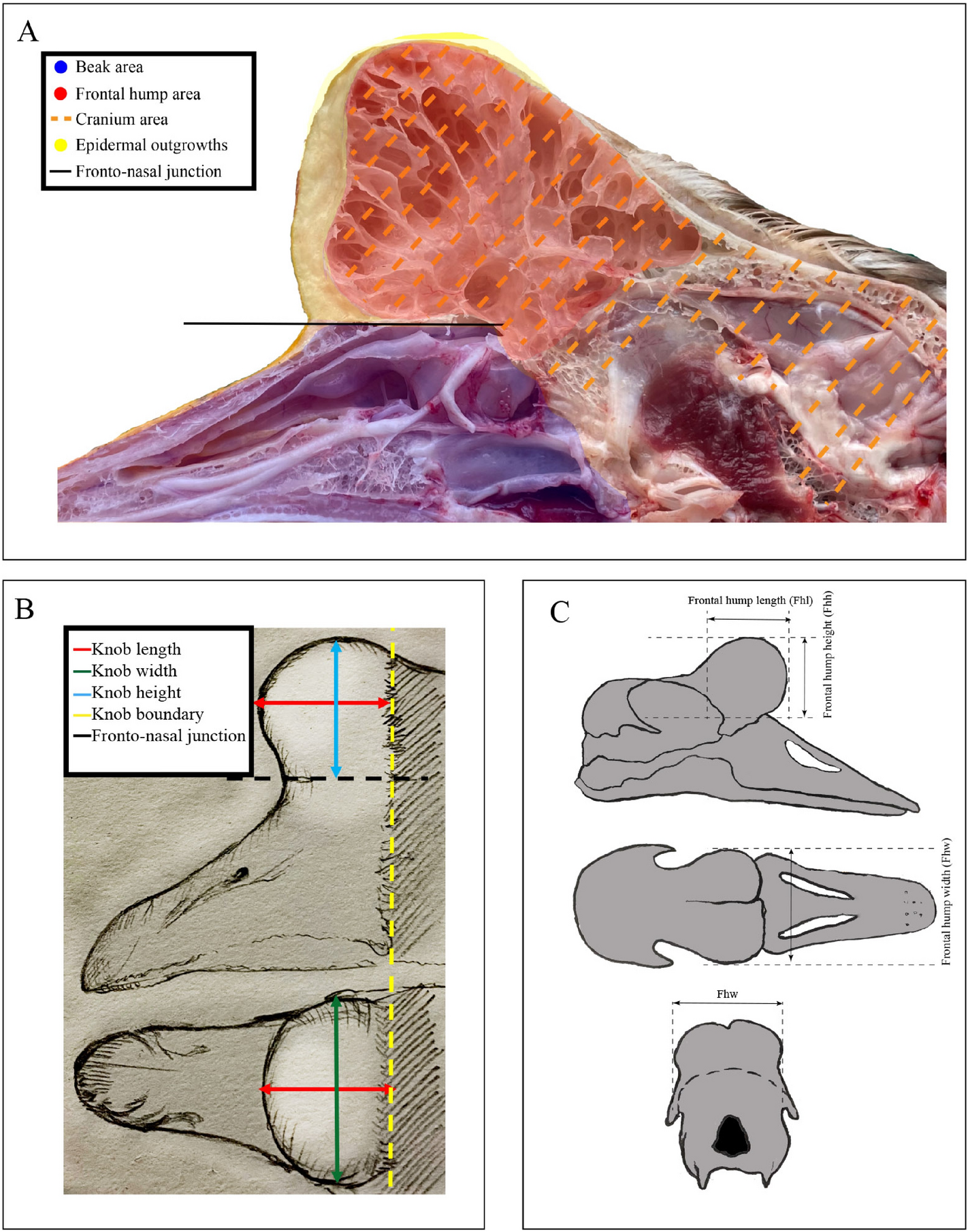Identifying Molecular Pathways And Candidate Genes Associated With Knob Traits By Transcriptome Analysis In The Goose Anser Cygnoides Scientific Reports