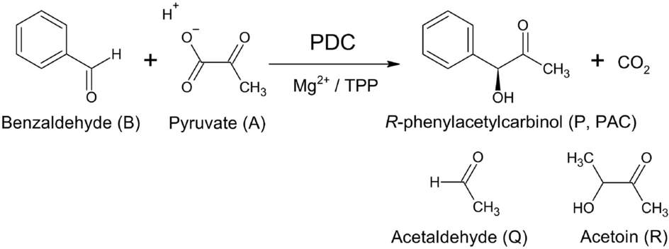 Validation of mathematical model with phosphate activation effect by batch  (R)-phenylacetylcarbinol biotransformation process utilizing Candida  tropicalis pyruvate decarboxylase in phosphate buffer | Scientific Reports