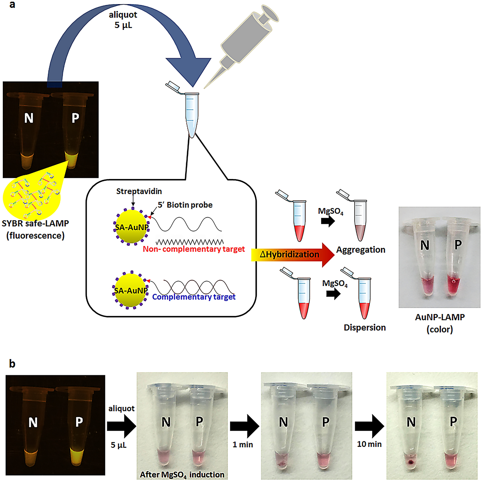 Development of loop-mediated isothermal amplification (LAMP) assay using  SYBR safe and gold-nanoparticle probe for detection of Leishmania in HIV  patients | Scientific Reports
