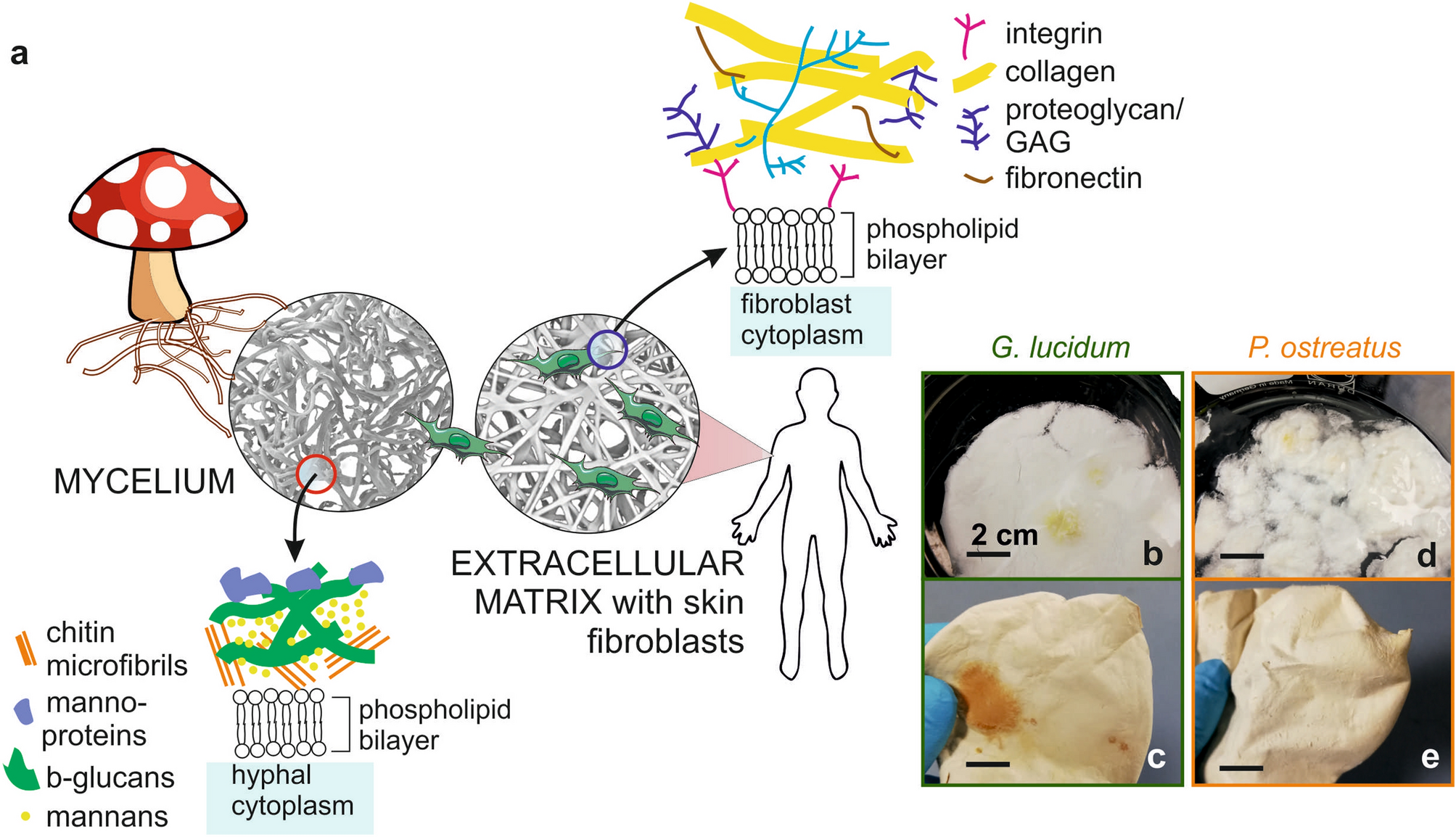 Advanced mycelium materials as potential self-growing biomedical