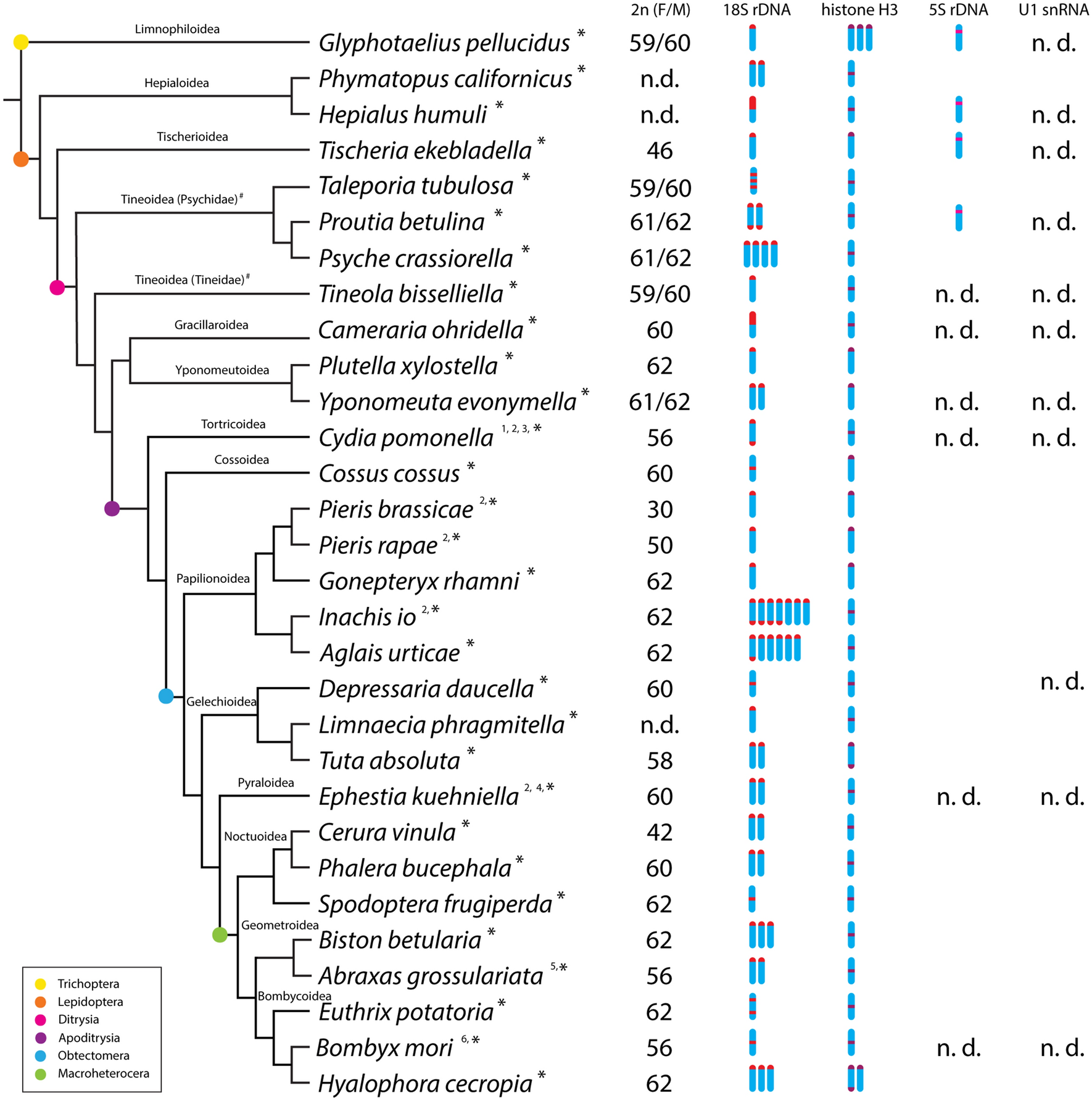 Large-scale comparative analysis of cytogenetic markers across Lepidoptera  | Scientific Reports