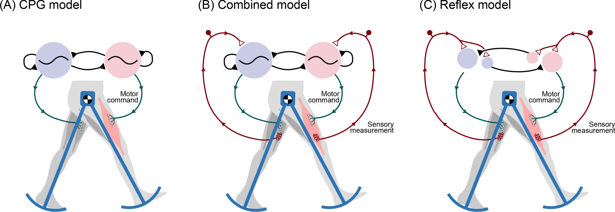 An optimality principle for locomotor central pattern generators |  Scientific Reports