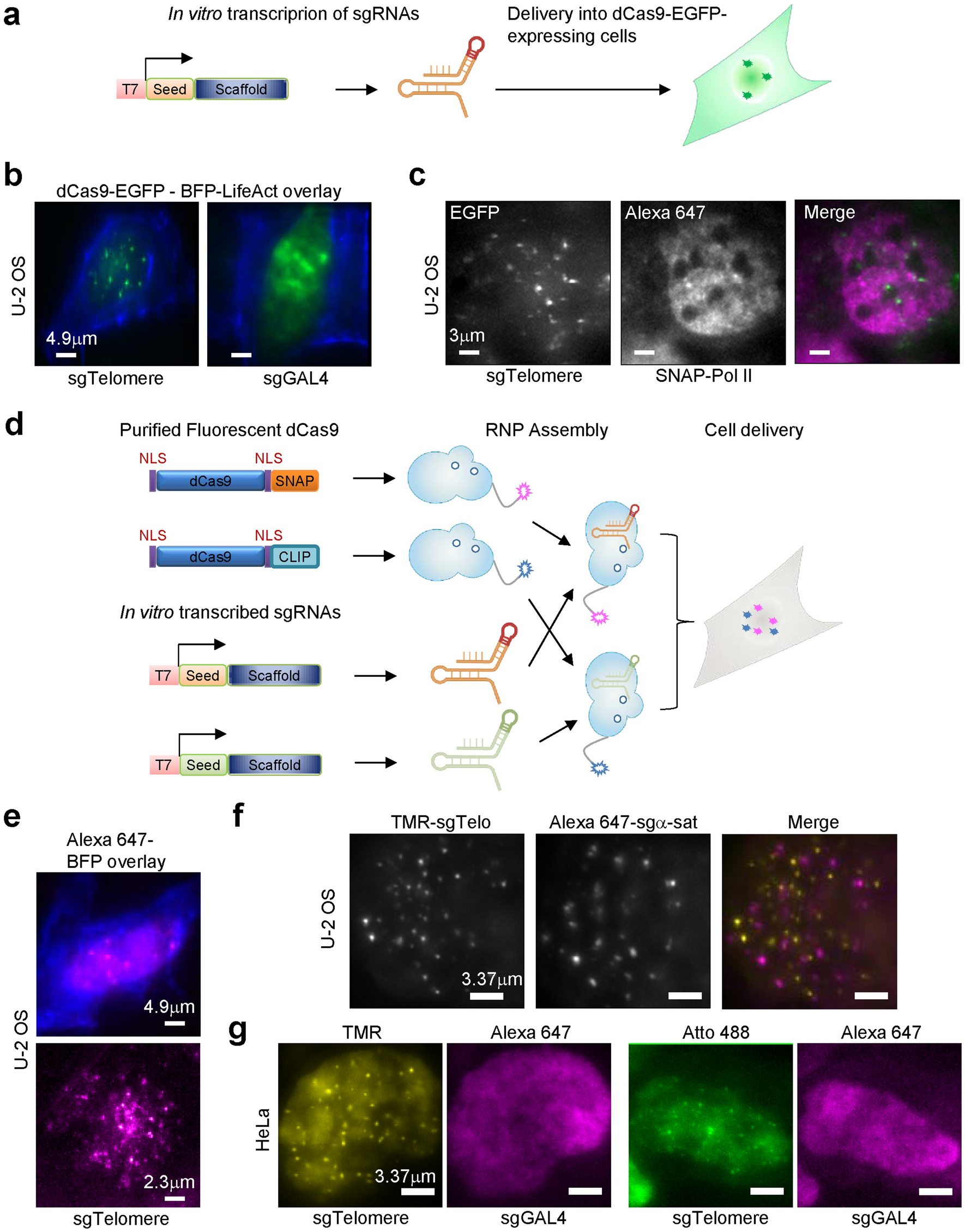 Simple and versatile imaging of genomic loci in live mammalian cells and early pre-implantation embryos using CAS-LiveFISH Scientific Reports