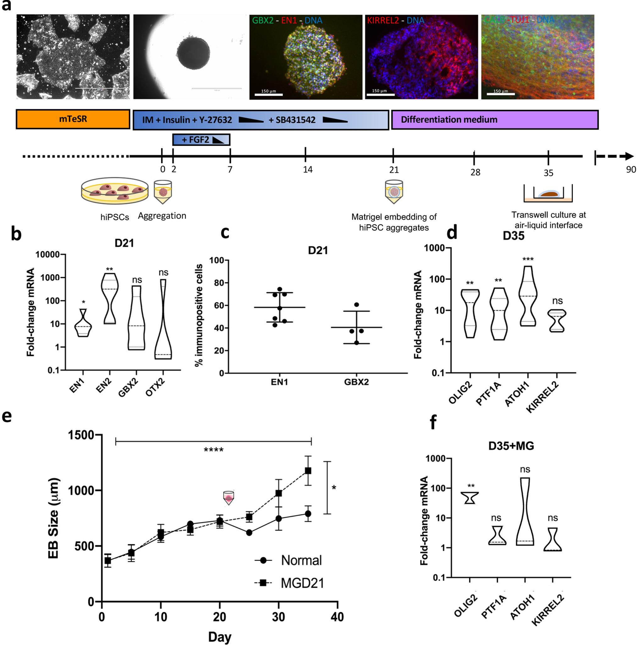 High Resolution Transcriptional Landscape Of Xeno Free Human Induced Pluripotent Stem Cell Derived Cerebellar Organoids Scientific Reports