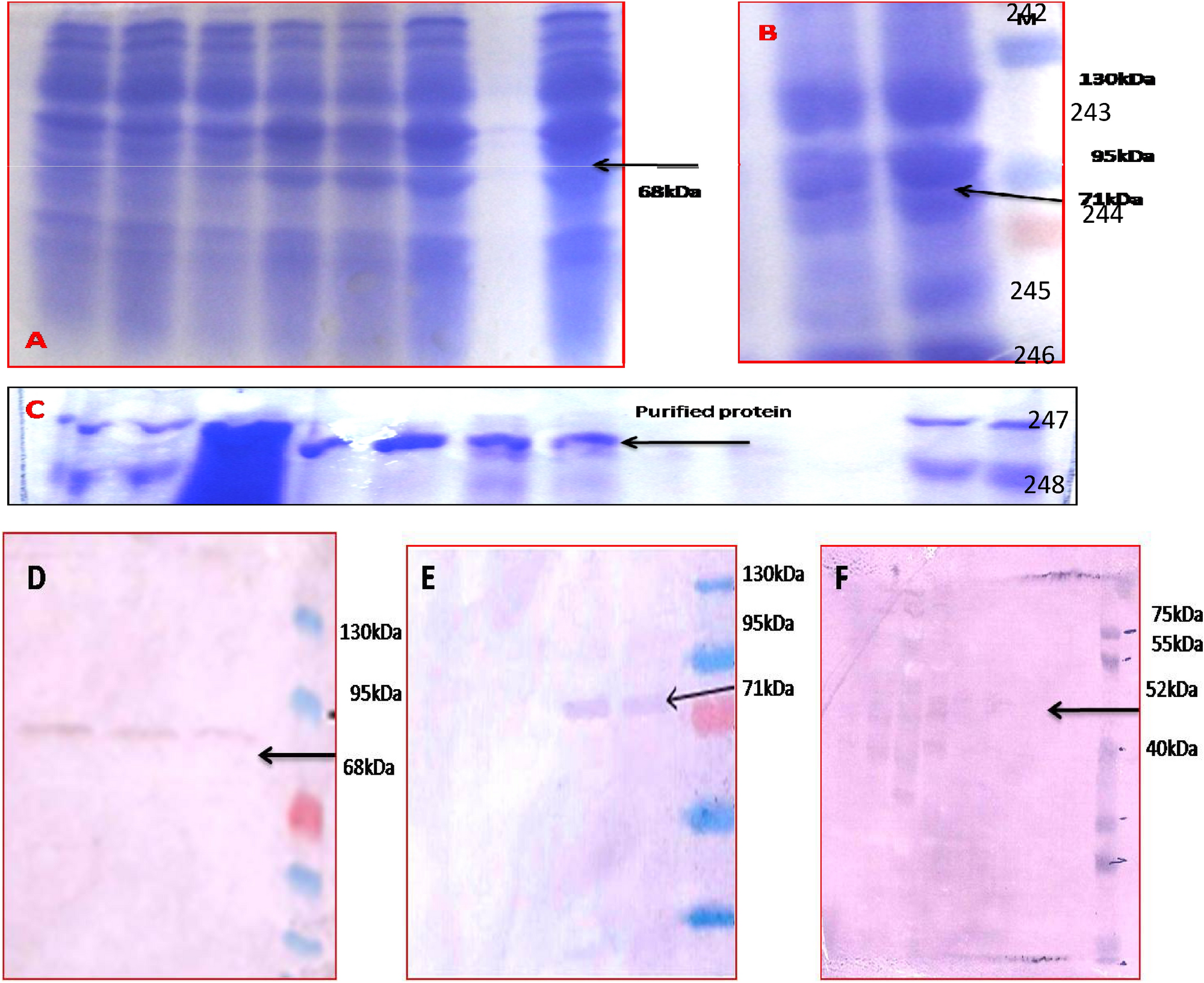 angre Hvem hjælpemotor Novel approaches to circumvent the devastating effects of pests on  sugarcane | Scientific Reports