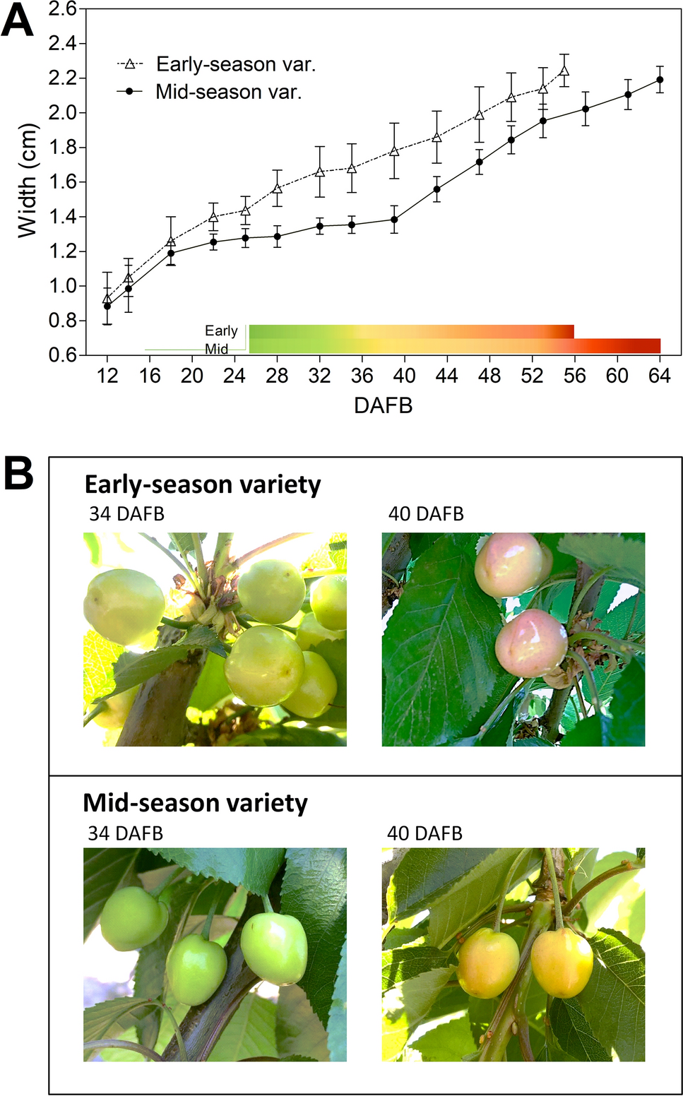 PDF) Effect of sweet cherry genes PaLACS2 and PaATT1 on cuticle