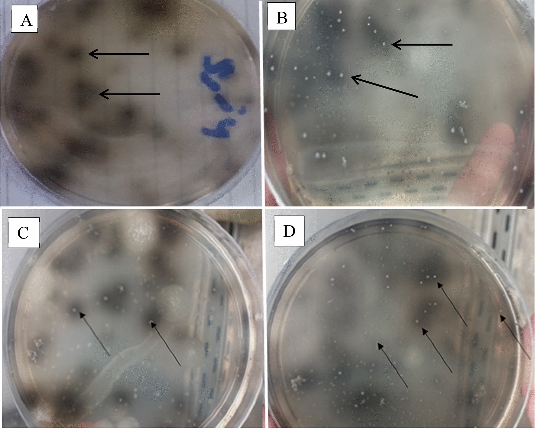 Nano-metals forming bacteria in Egypt. I. Synthesis, characterization and  effect on some phytopathogenic bacteria in vitro | Scientific Reports