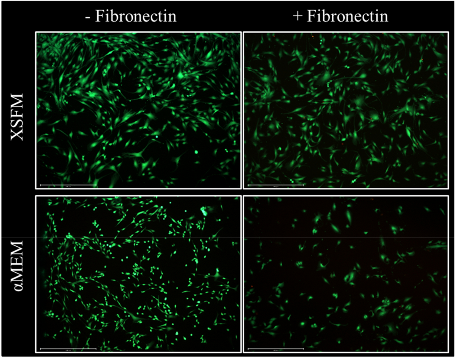 Effect of expansion media and fibronectin coating on growth and  chondrogenic differentiation of human bone marrow-derived mesenchymal  stromal cells | Scientific Reports
