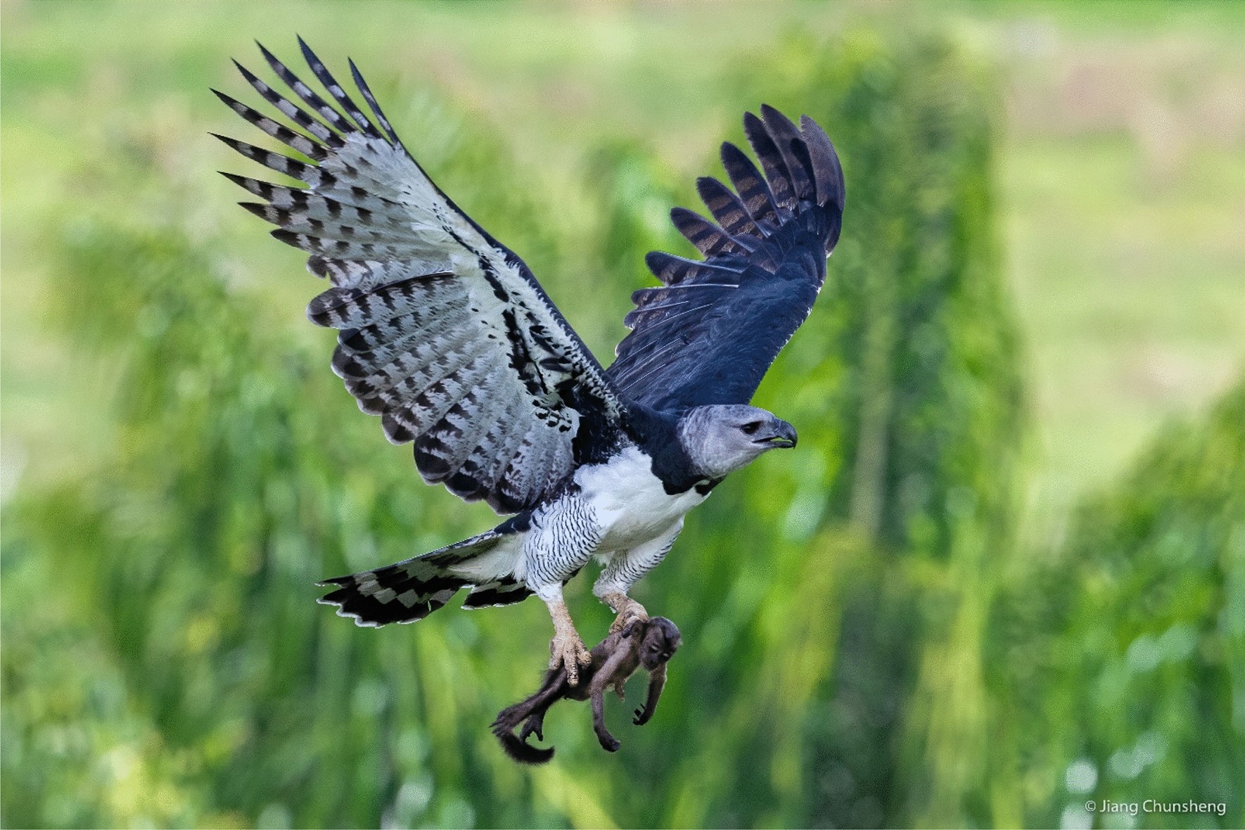 Tropical deforestation induces thresholds of reproductive viability and  habitat suitability in Earth's largest eagles | Scientific Reports