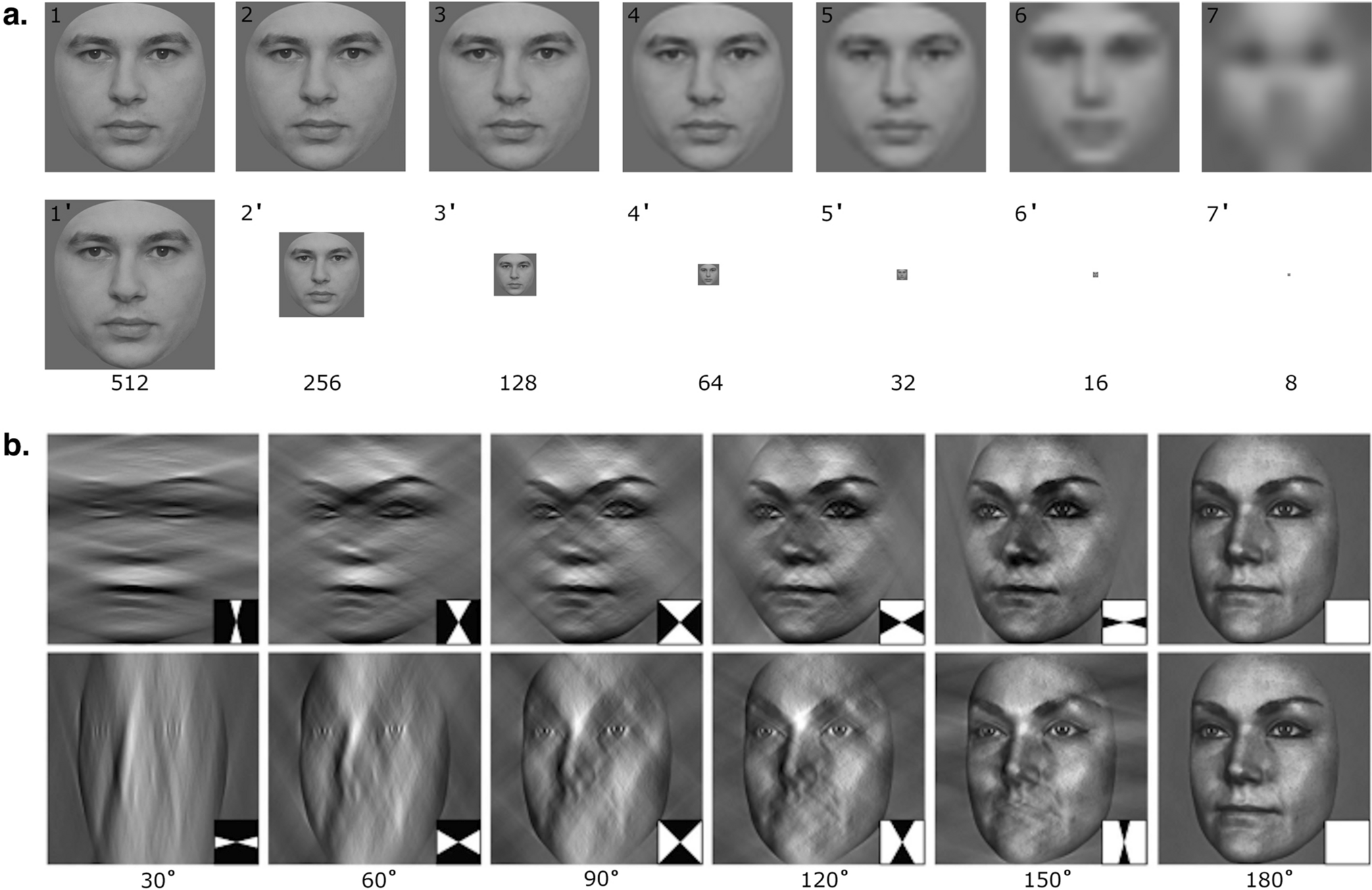 Psychophysical profiles in super-recognizers | Scientific Reports
