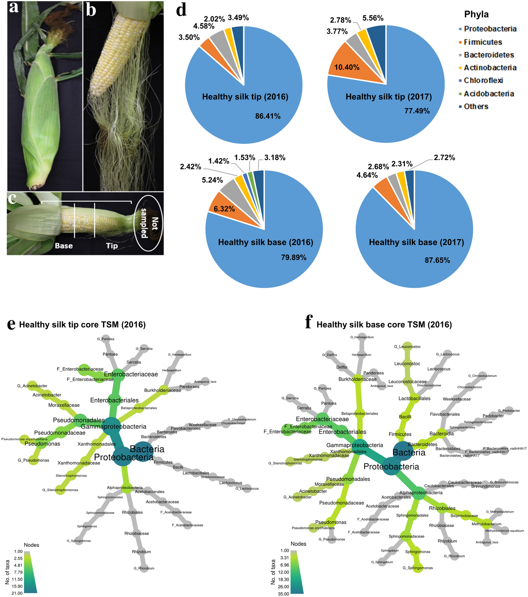 Transmitting silks of maize have a complex and dynamic microbiome