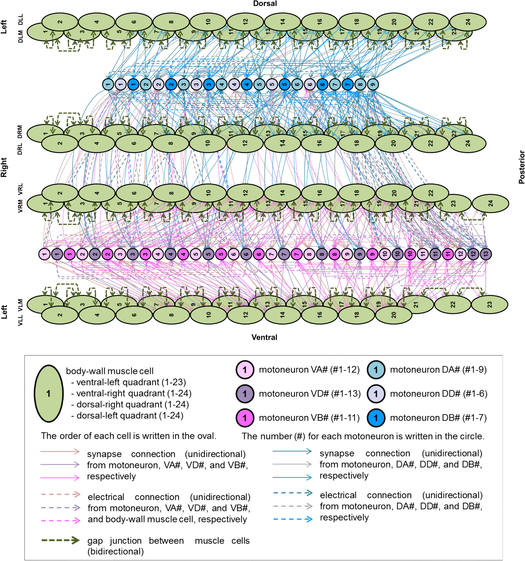 forward-and-backward-locomotion-patterns-in-c-elegans-generated-by-a-connectome-based-model-simulation-scientific-reports