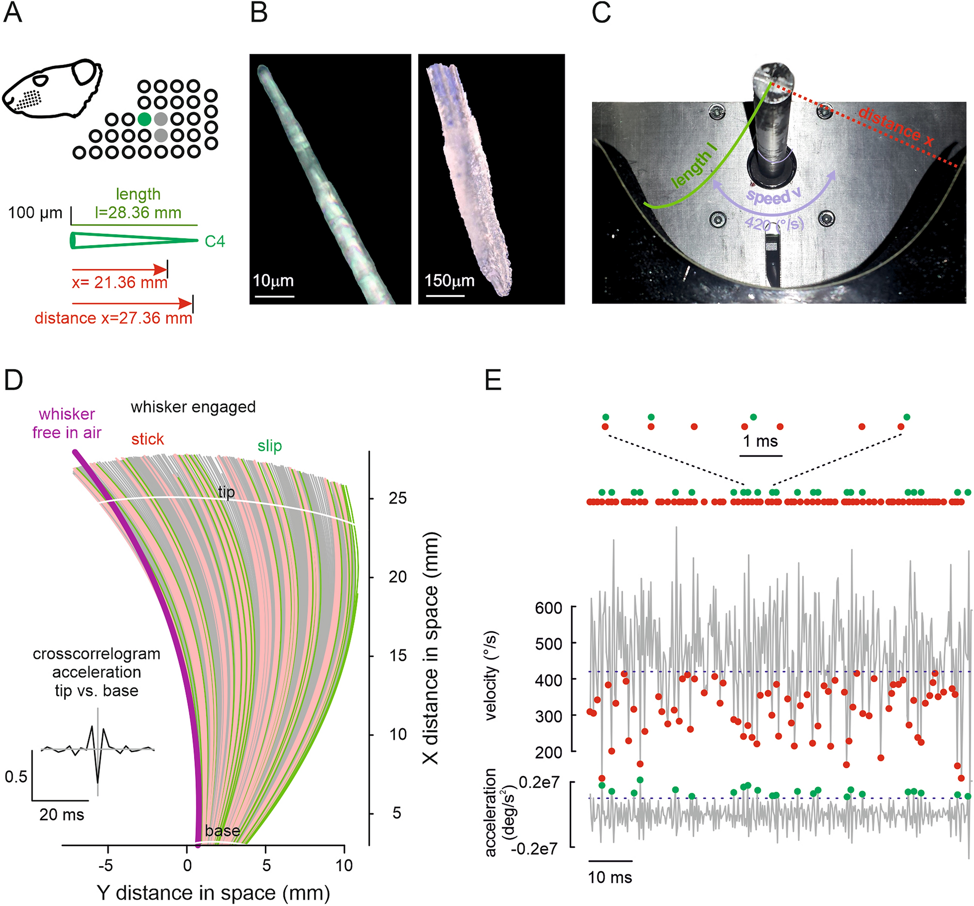 Frontiers  Whisker and Nose Tactile Sense Guide Rat Behavior in a Skilled  Reaching Task