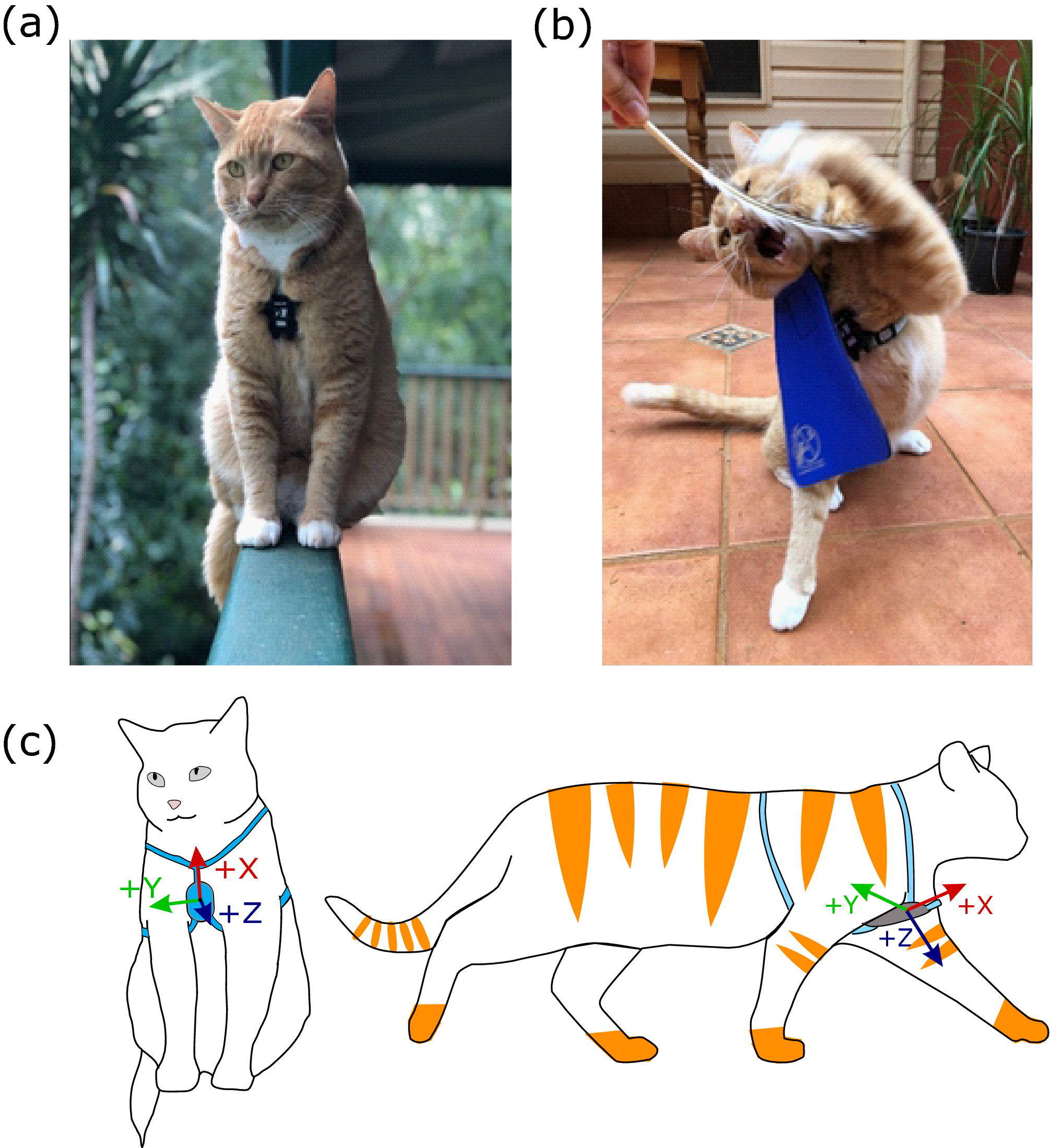 cat proximity collar