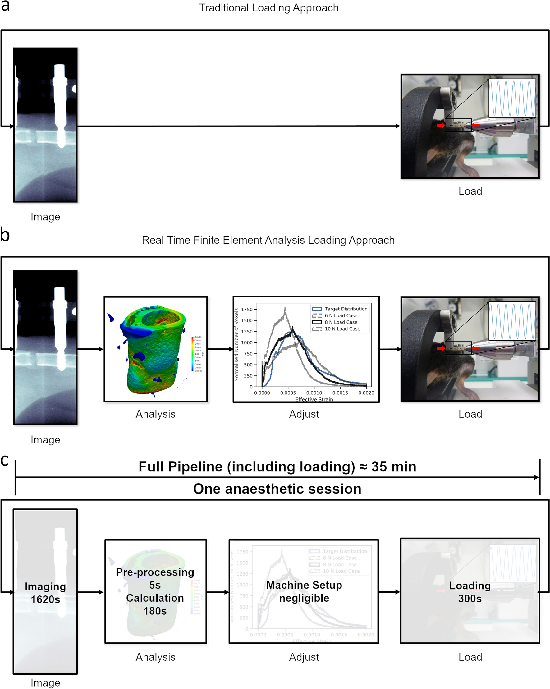Real-time finite element analysis allows homogenization of tissue scale  strains and reduces variance in a mouse defect healing model | Scientific  Reports